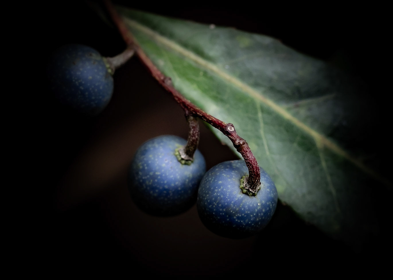 Blue olive-berry