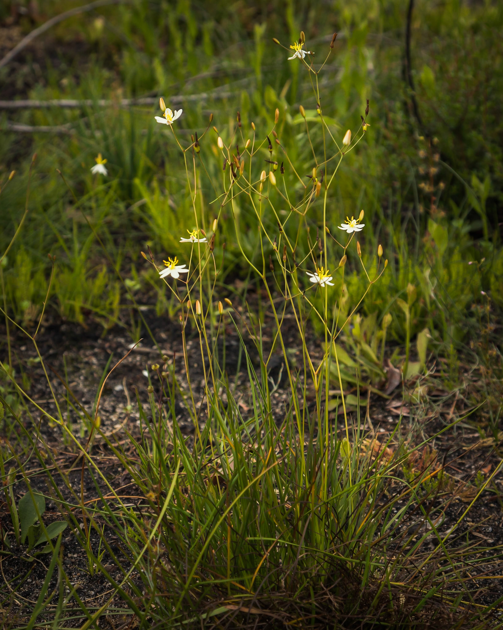 Thelionema caespitosum
