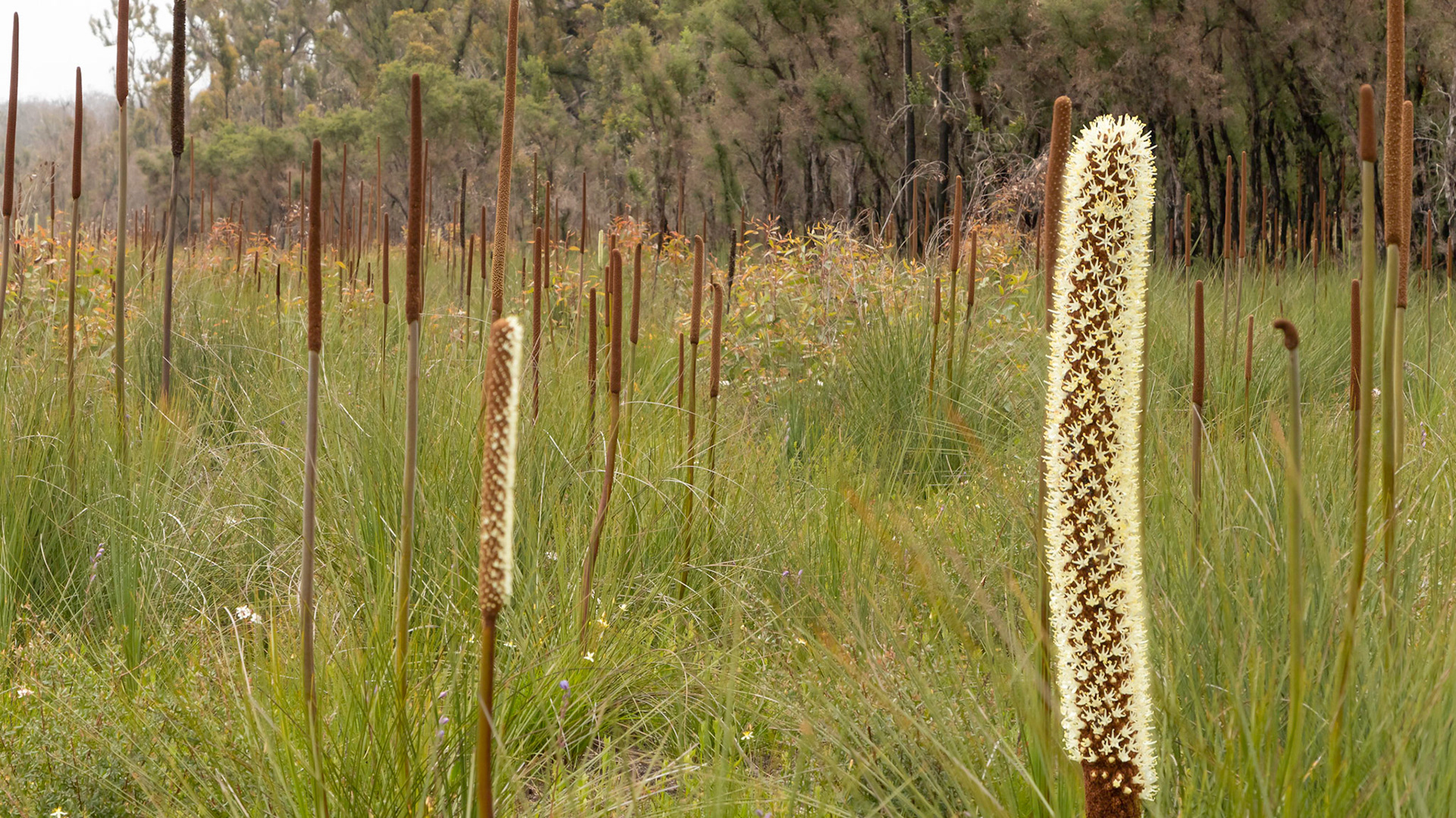 Xanthorrhoea resinosa