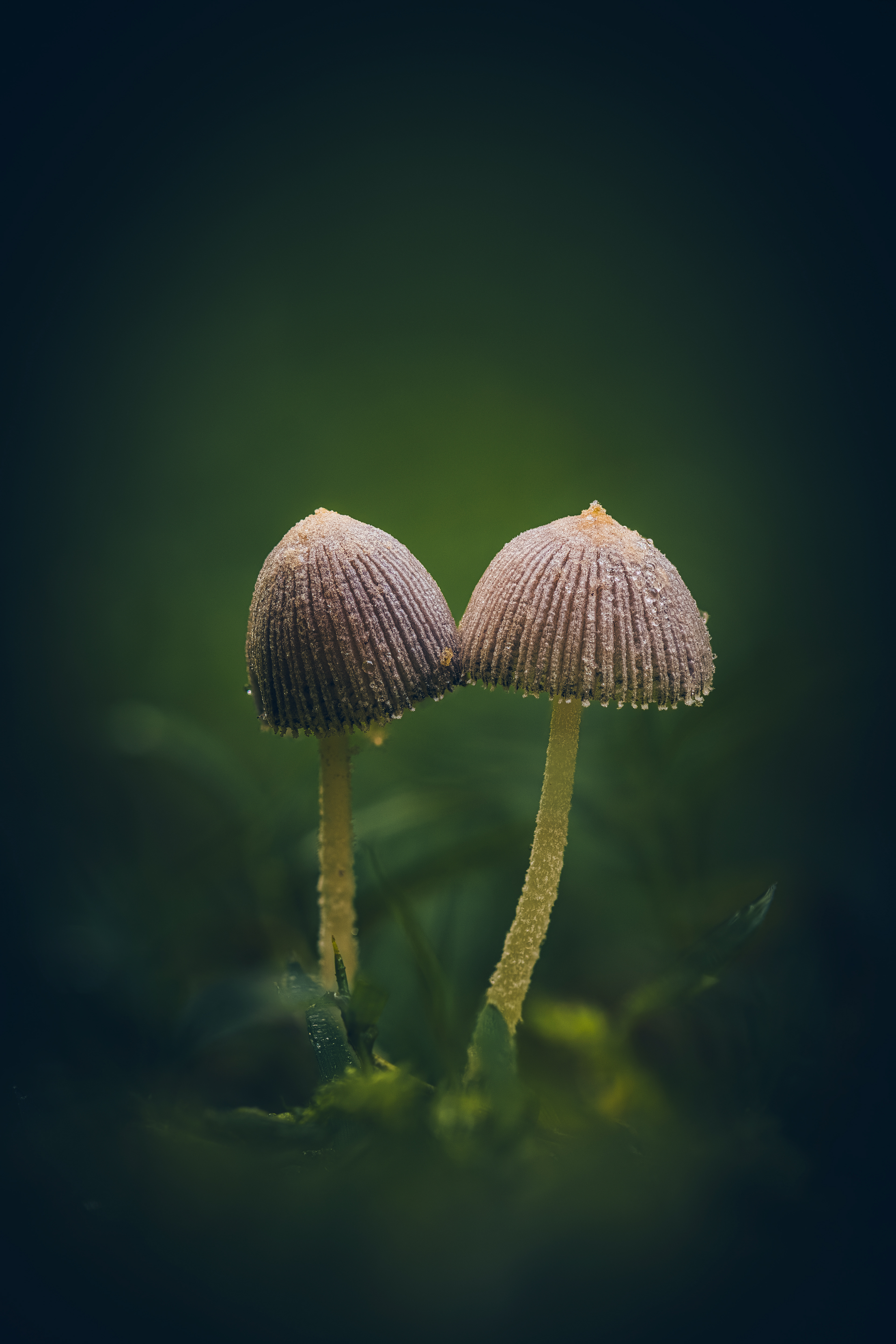 Twins - Australian Photographic Prize 2025, Silver Medal