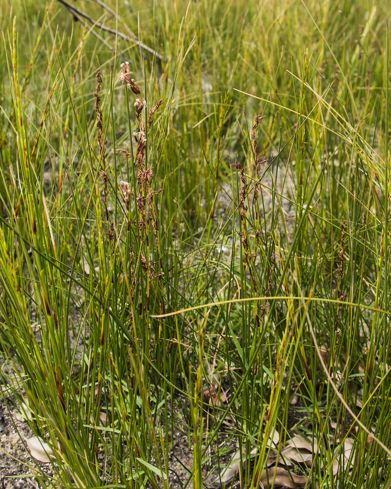 Amperea xiphoclada