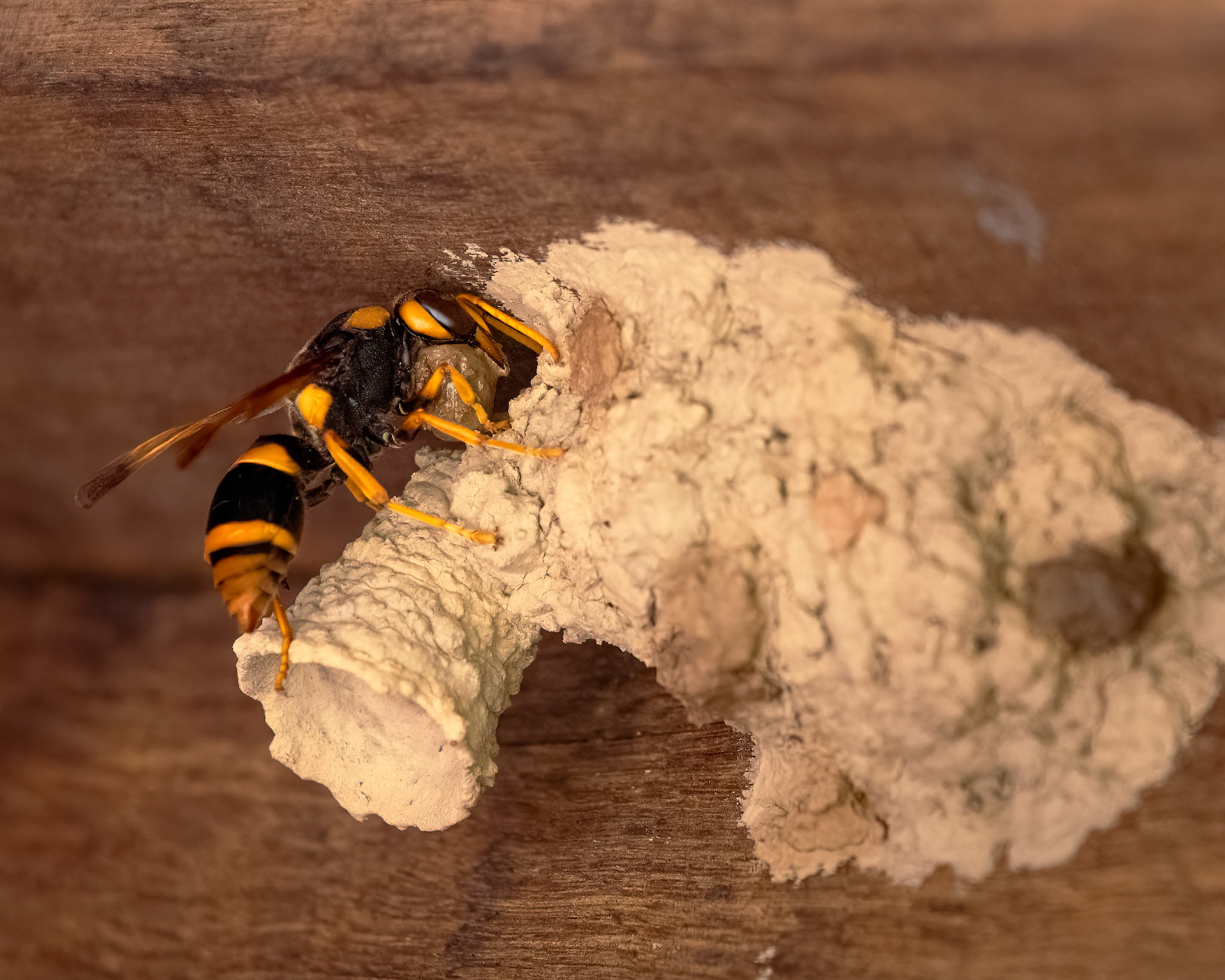 Mud wasp making her nest