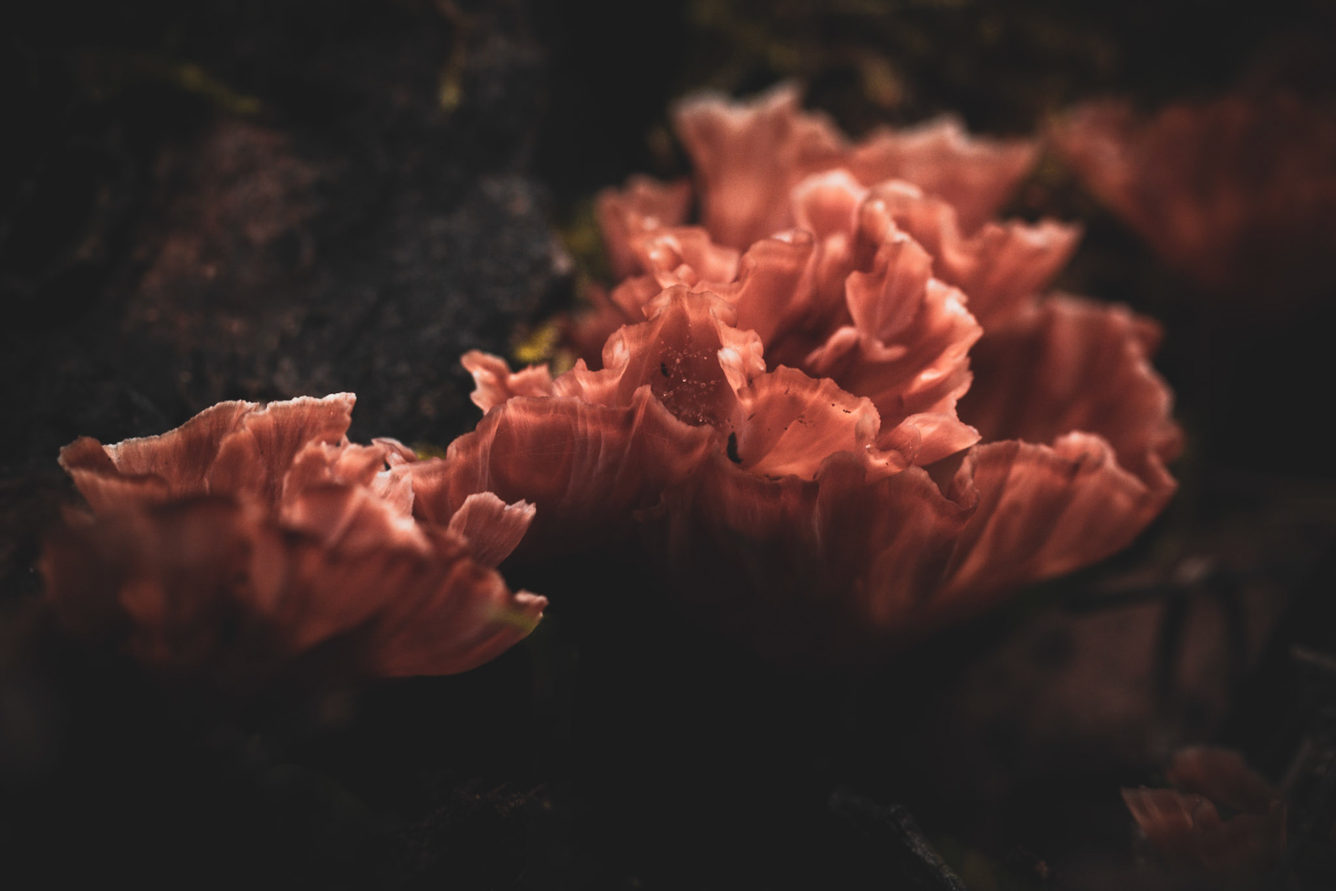 Salmony-pink fungi