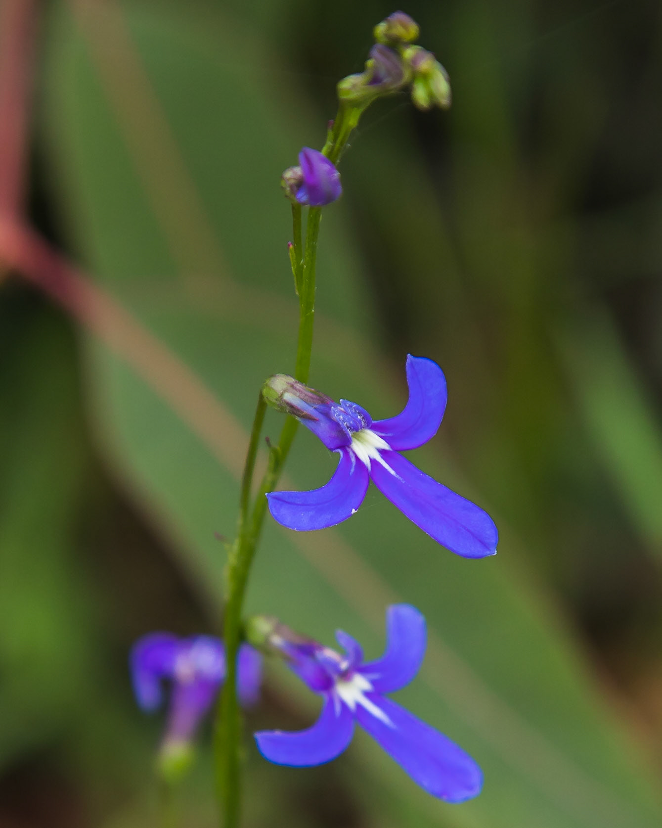 Lobelia gibbosa