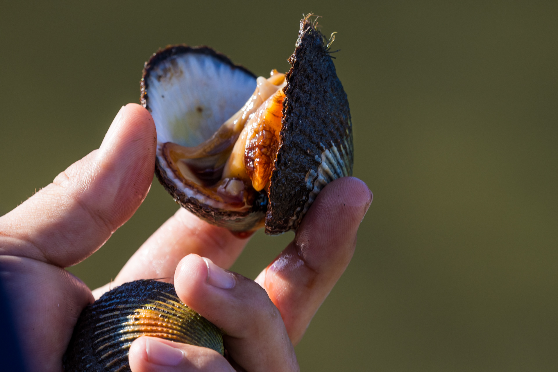 Walbunja Rangers surveying and collecting samples of bimbala (Sydney cockle) for scientific study at Cullendulla Creek, NSW.