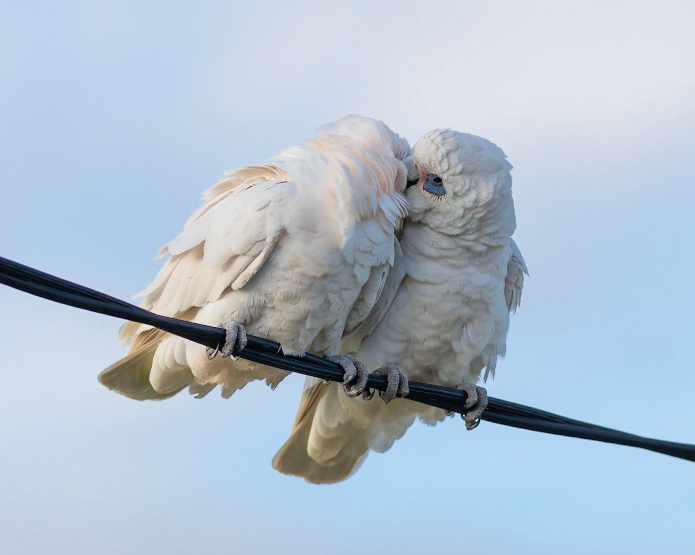 Little corellas