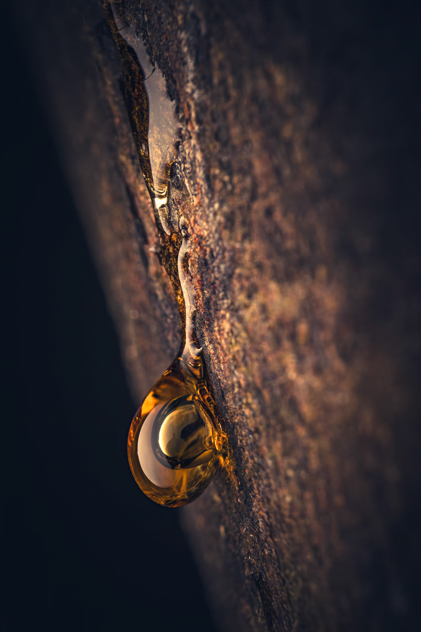 Sap's eye - Australian Photographic Prize 2025, Third Place