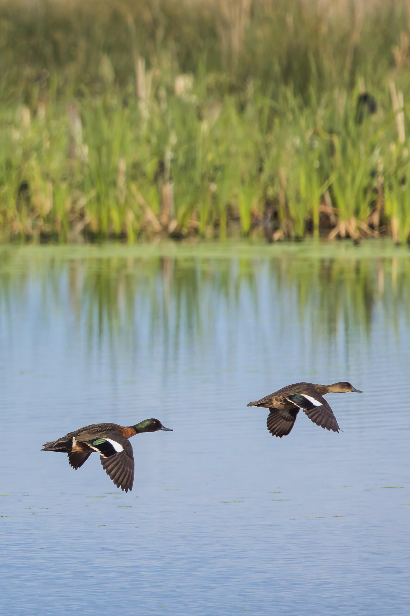 Chestnut teals take flight