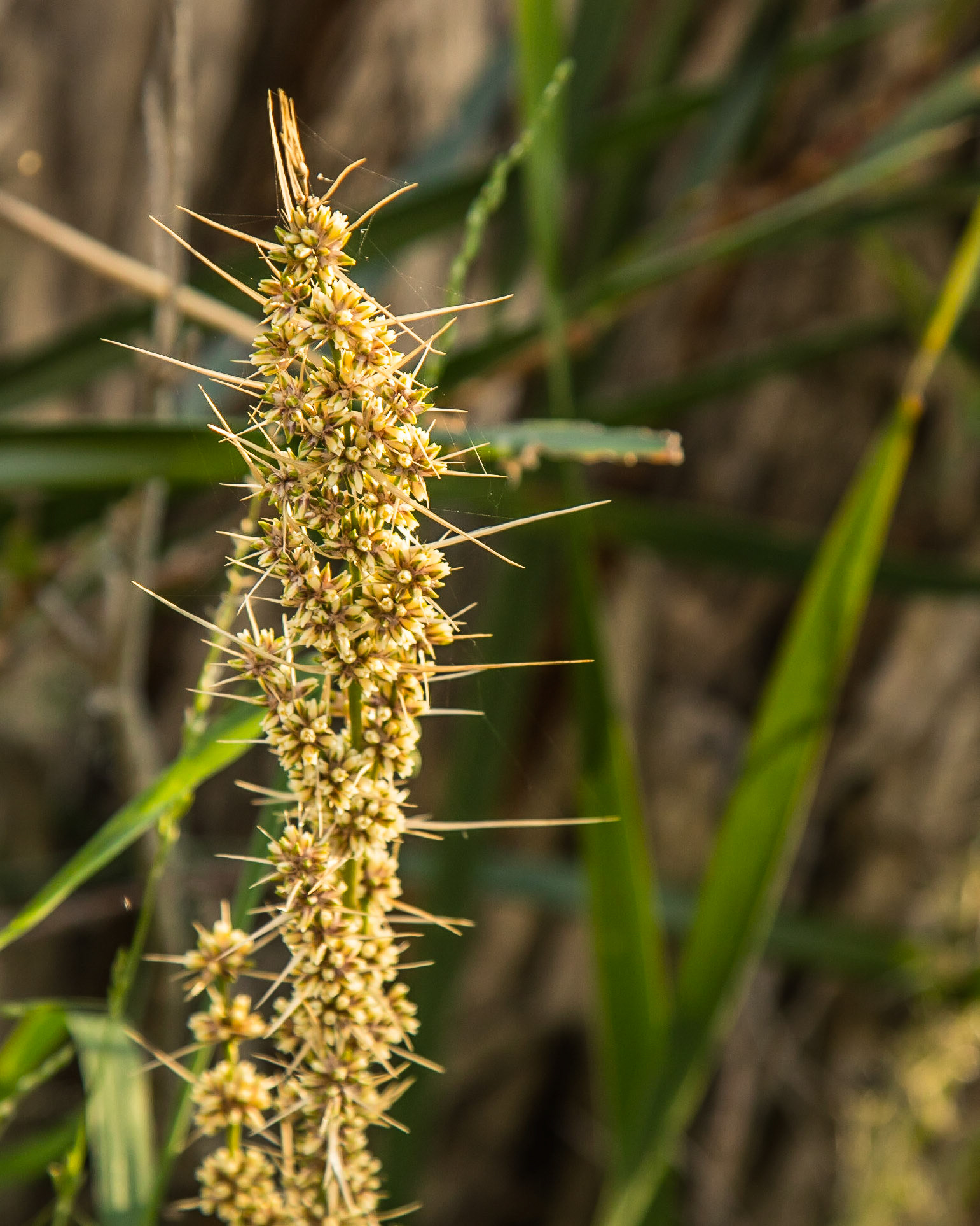 Lomandra longifolia spp. longifolia