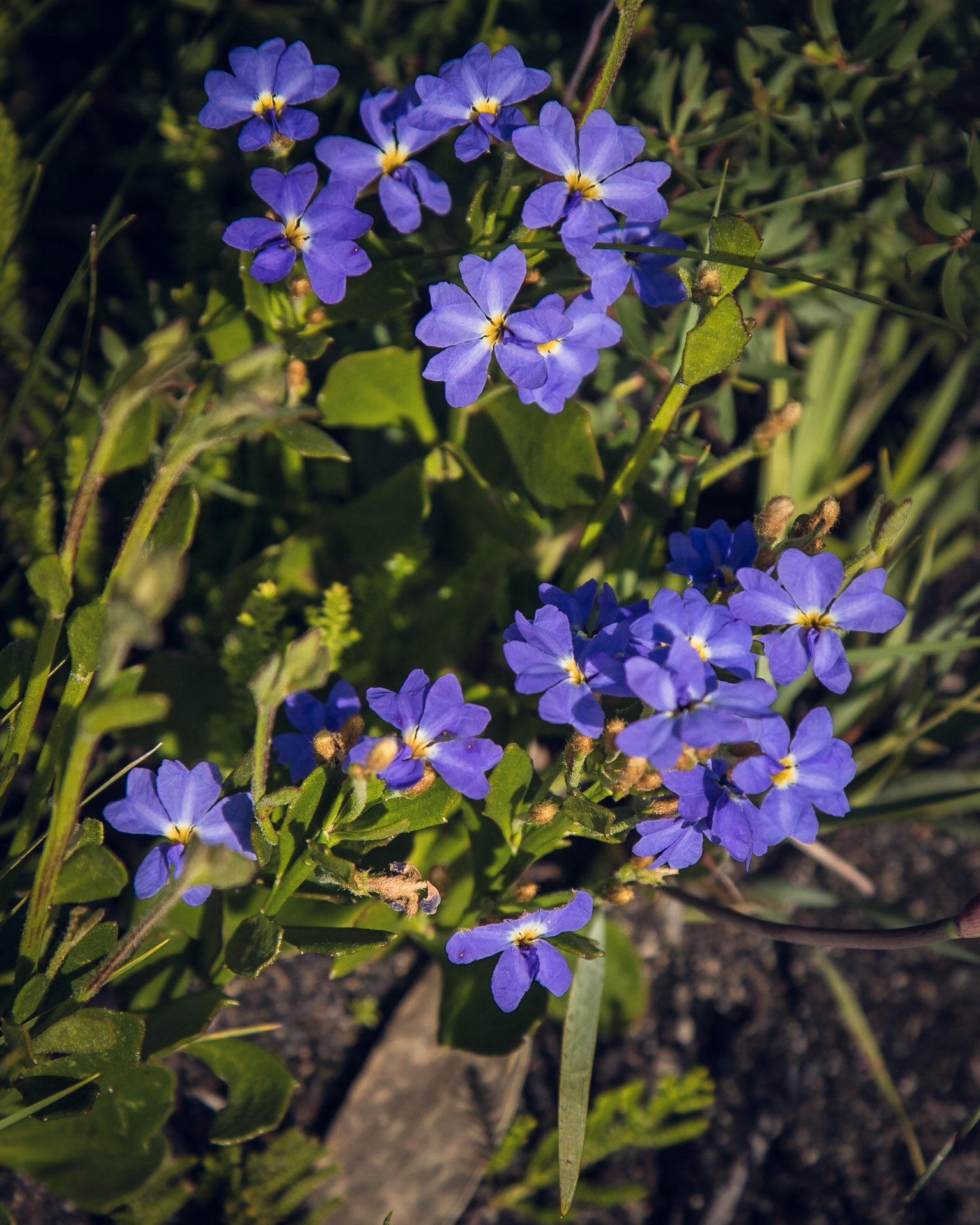 Dampiera stricta