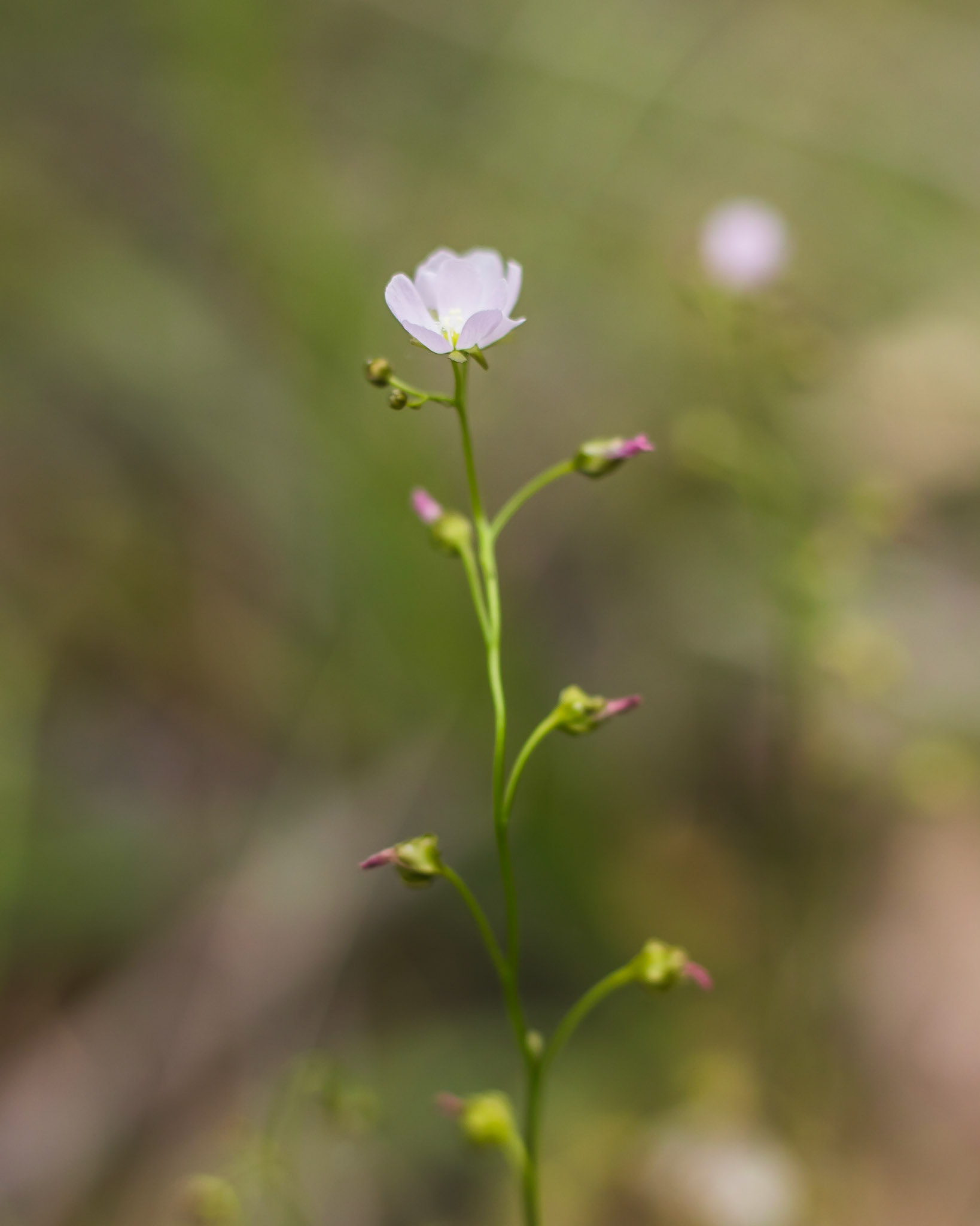Drosera auriculata