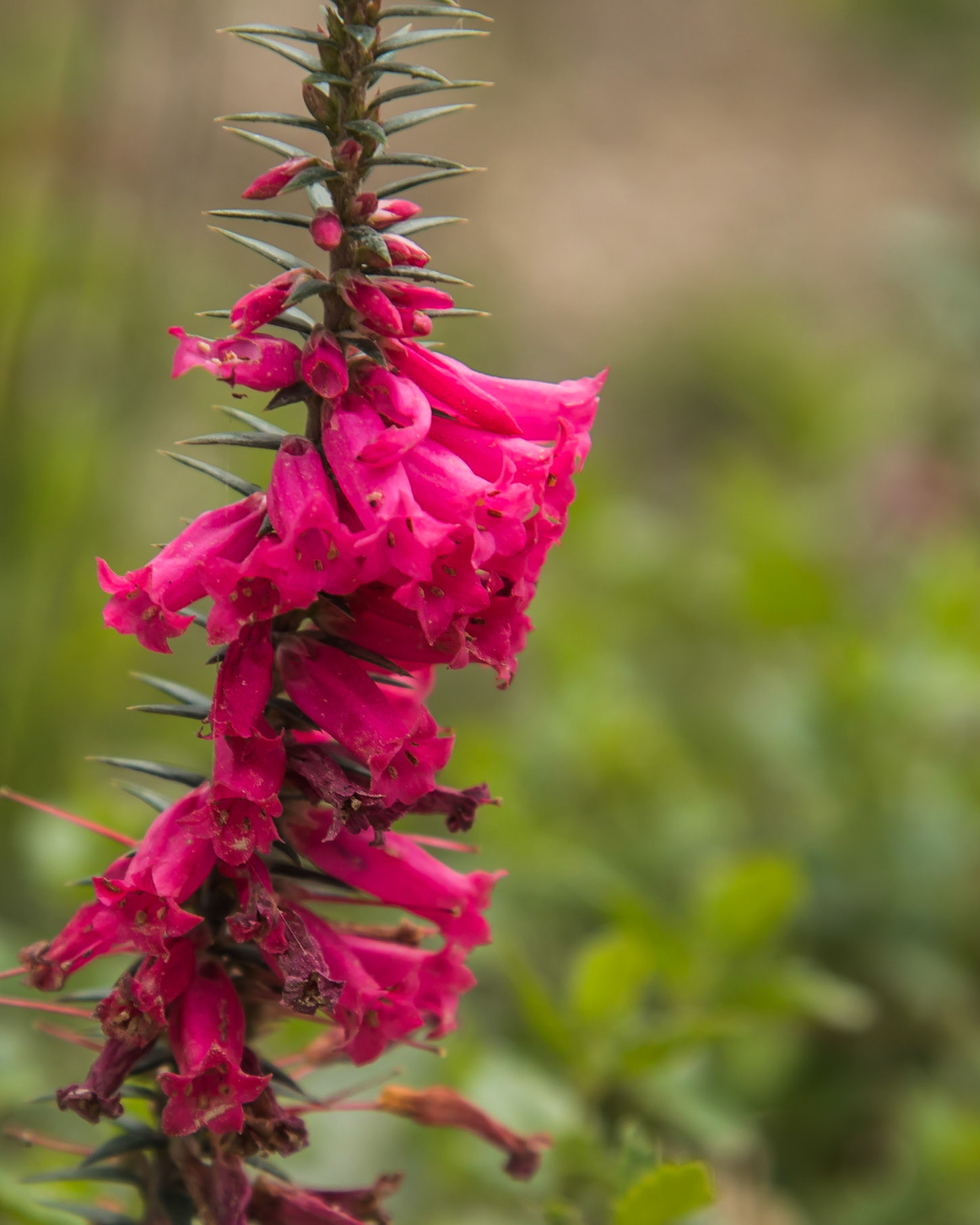 Epacris impressa