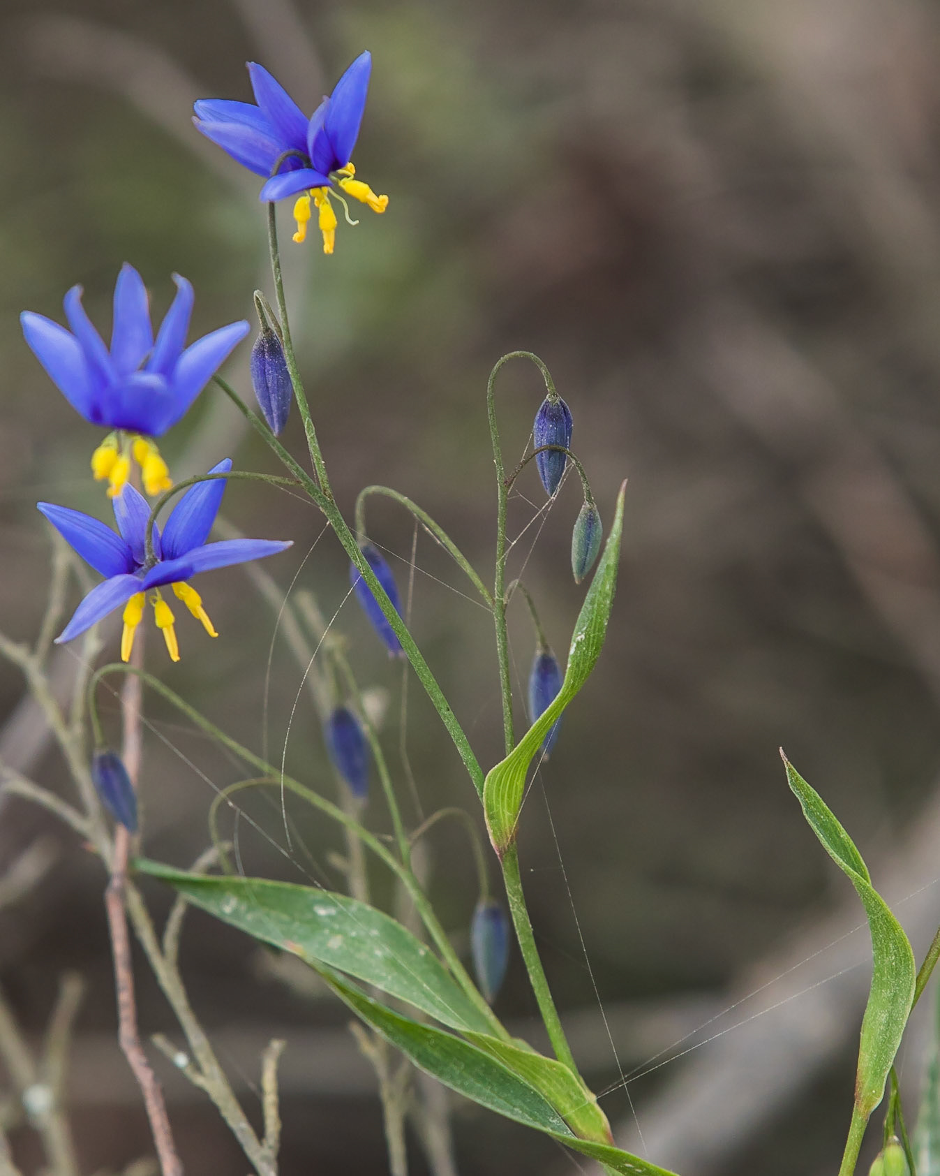 Stypandra glauca