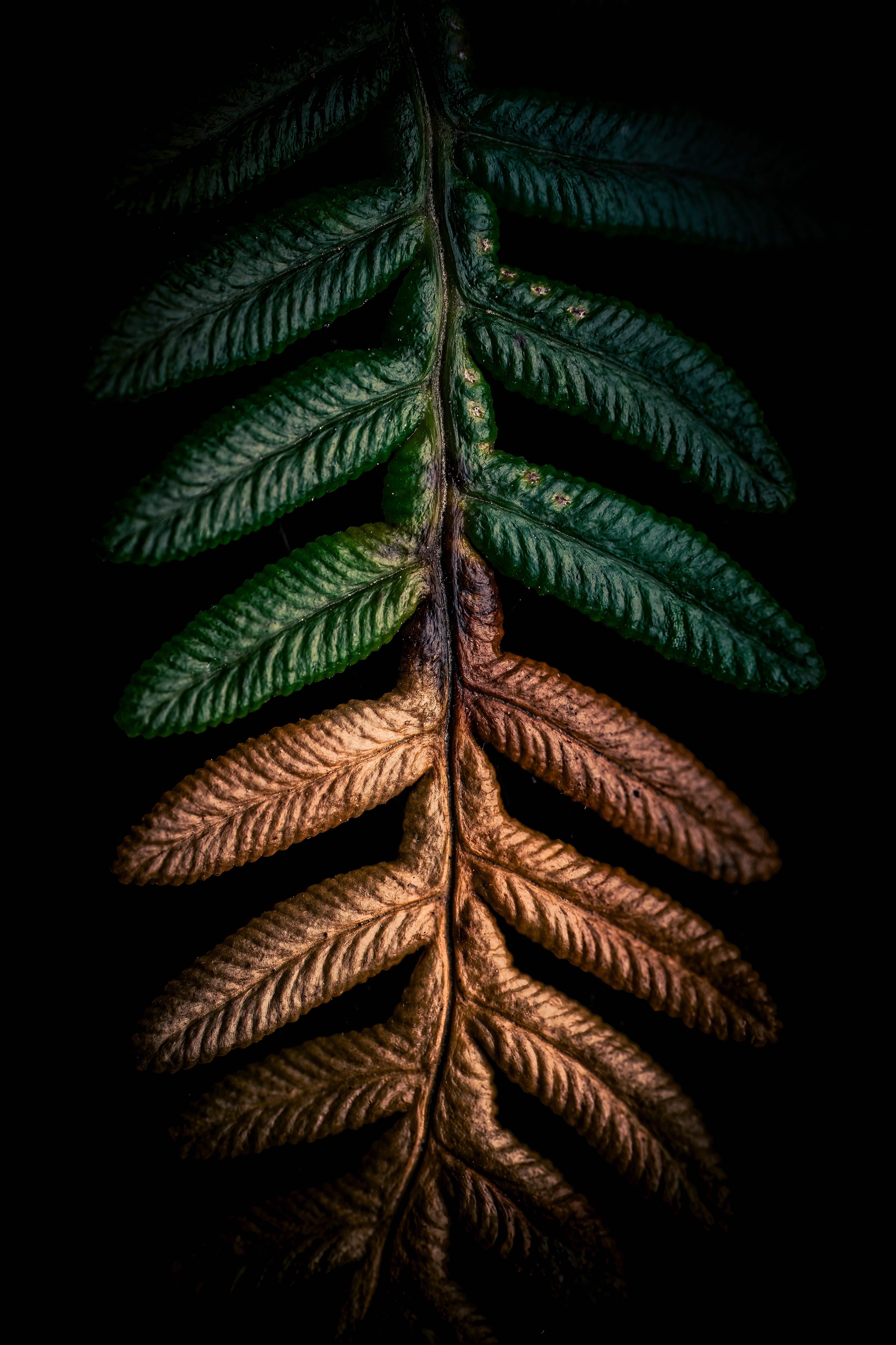 Bronze-dipped bracken