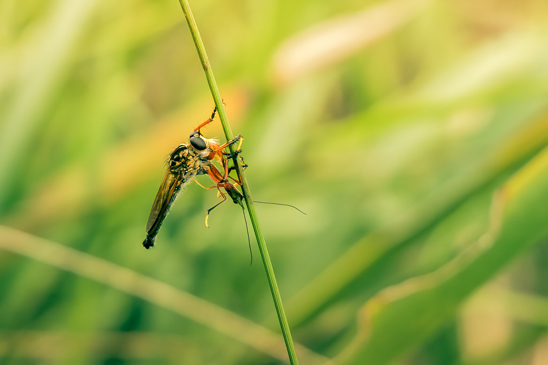 Robber fly with lunch
