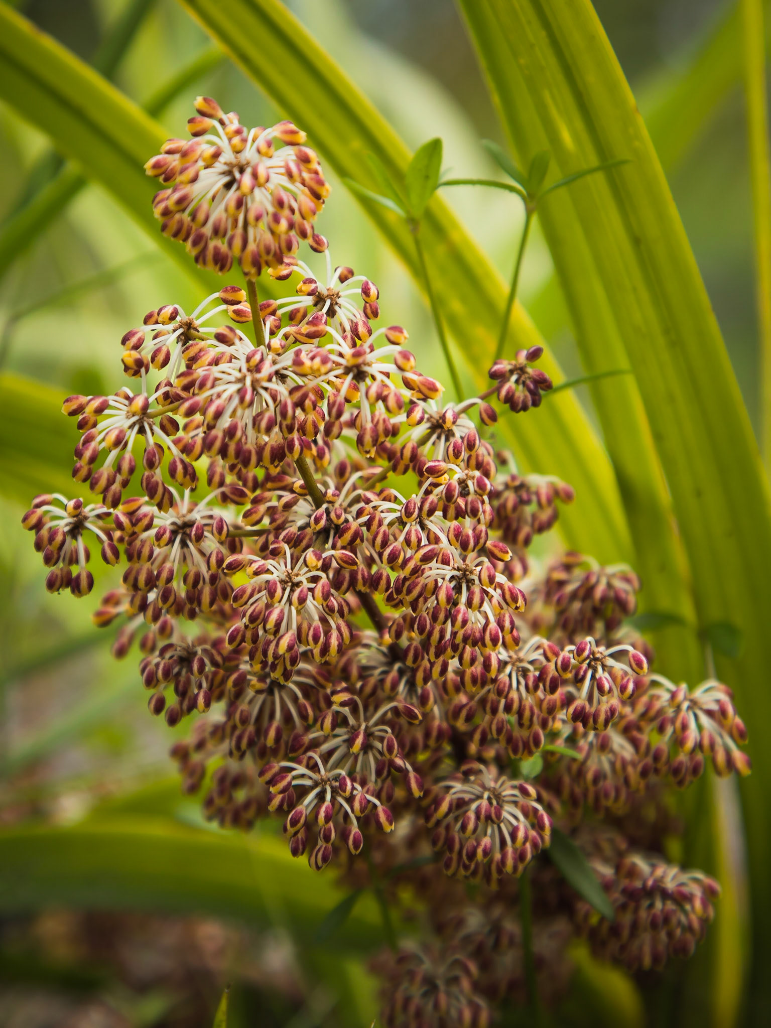Lomandra multiflora