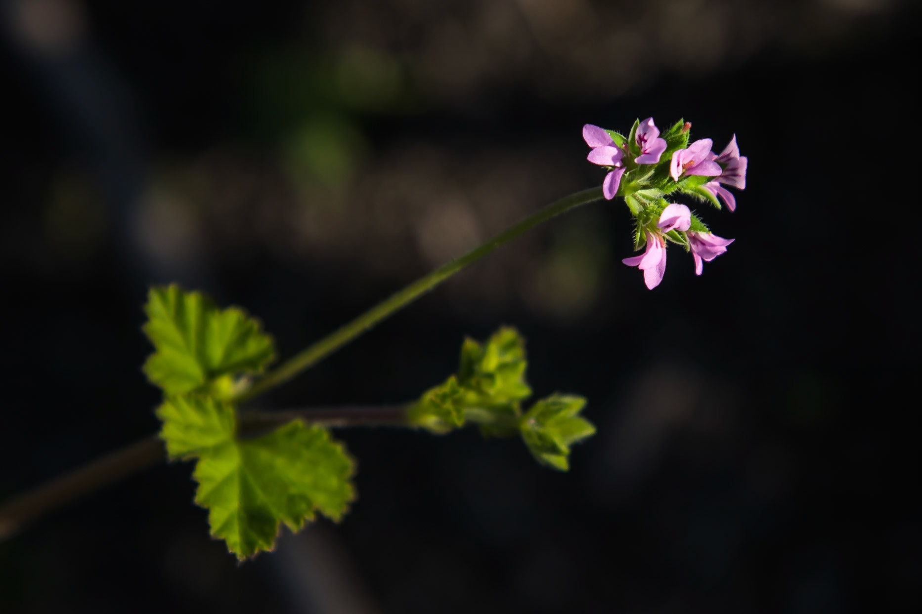 Pelargonium australe