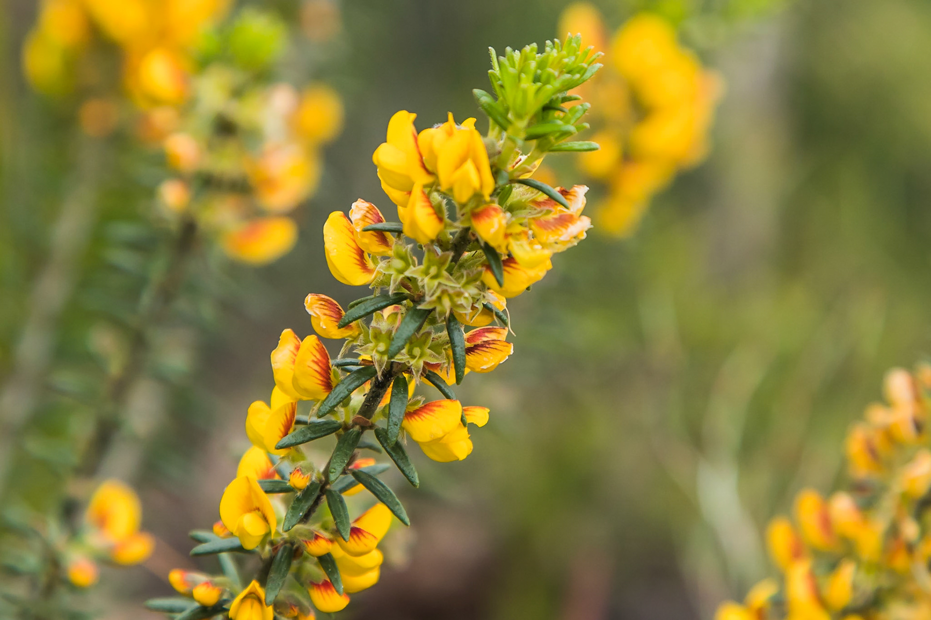 Aotus ericoides