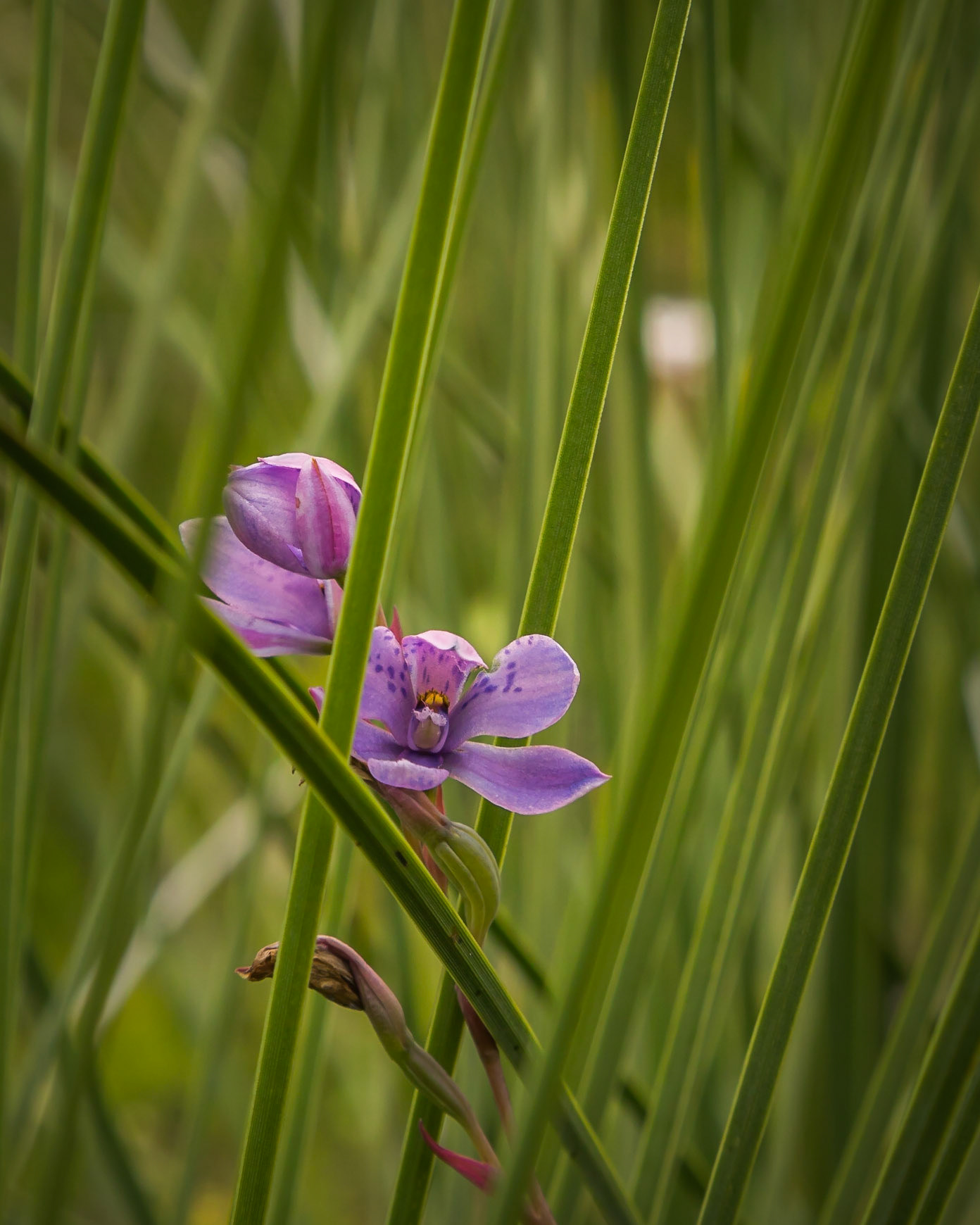 Thelymitra ixioides