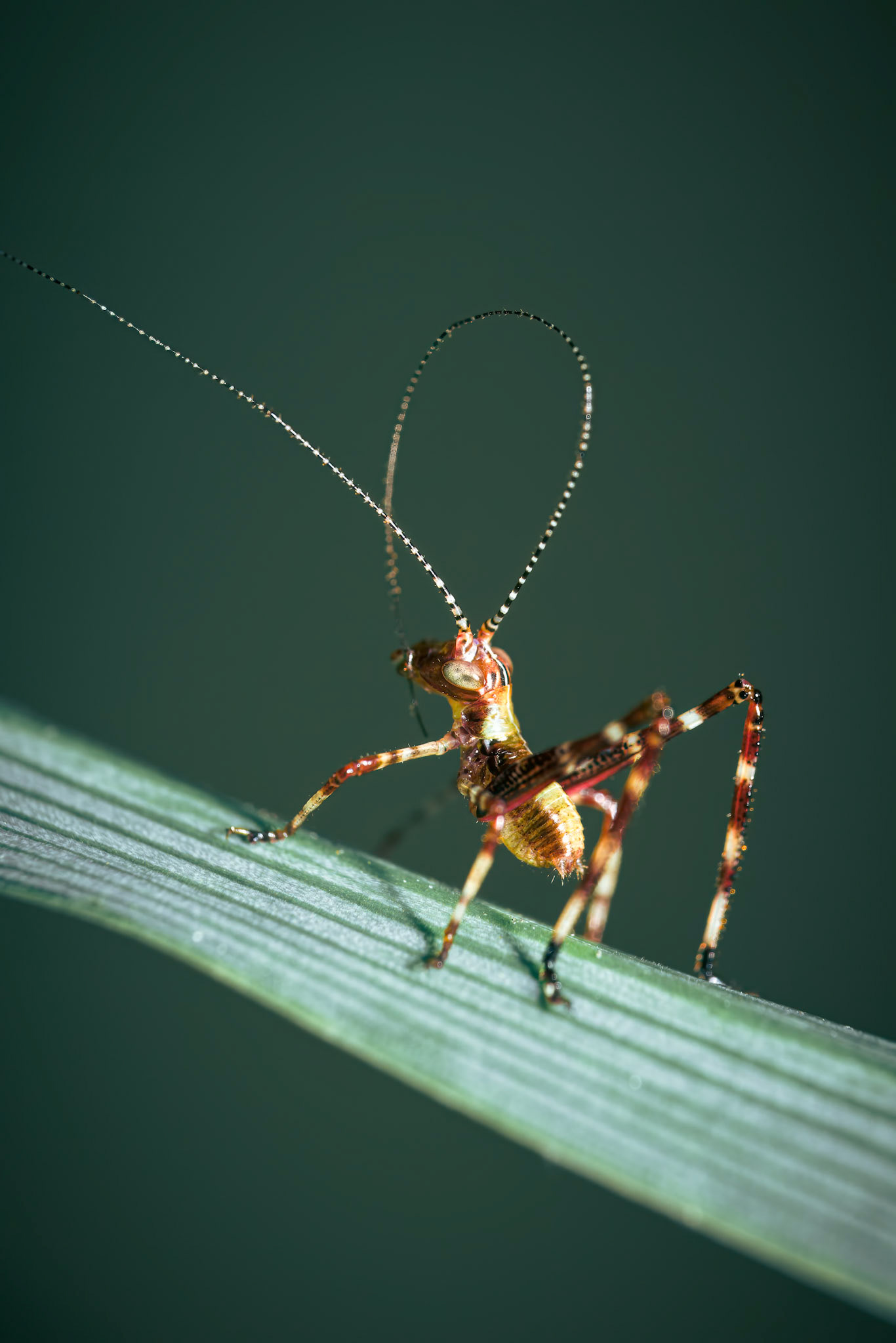 Baby grasshopper