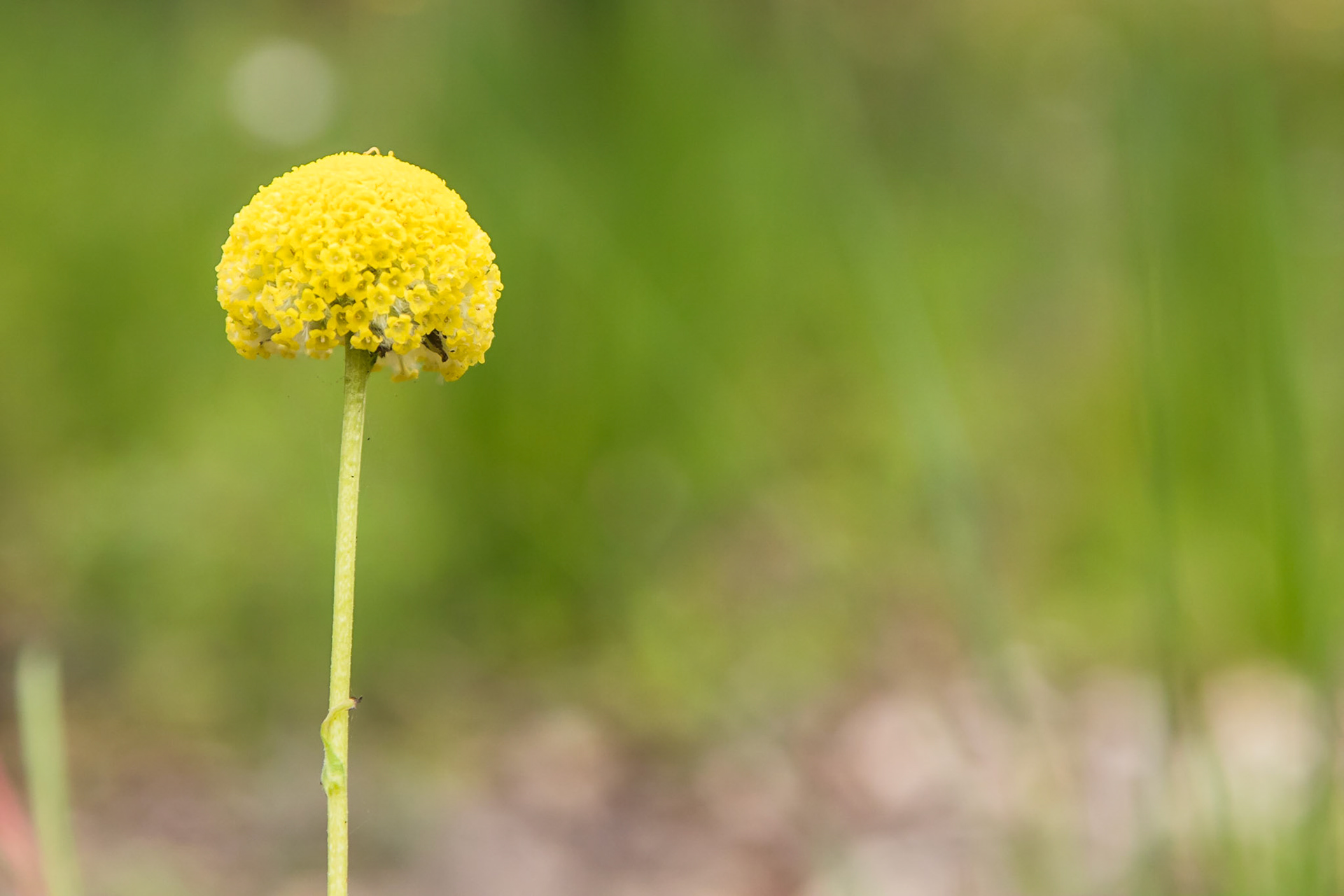 Craspedia variabilis