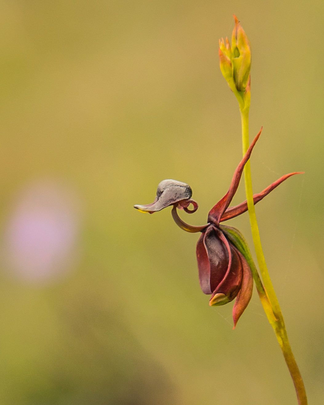 Caleana major