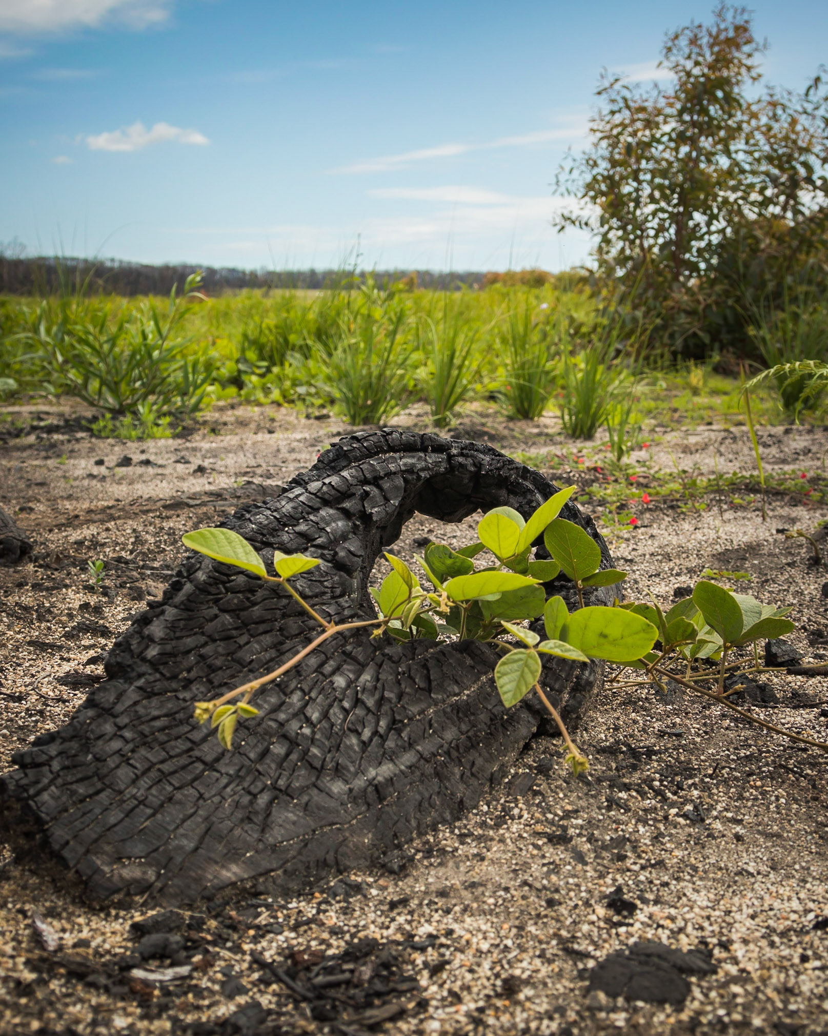 Hardenbergia violacea