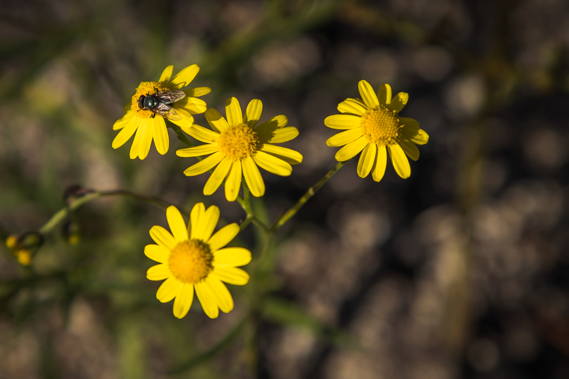 Senecio linearifolius