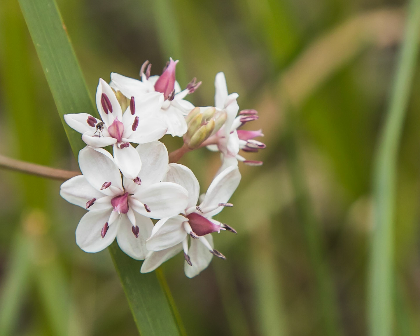 Burchardia umbellata
