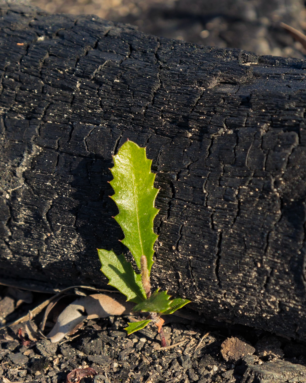 Banksia serrata