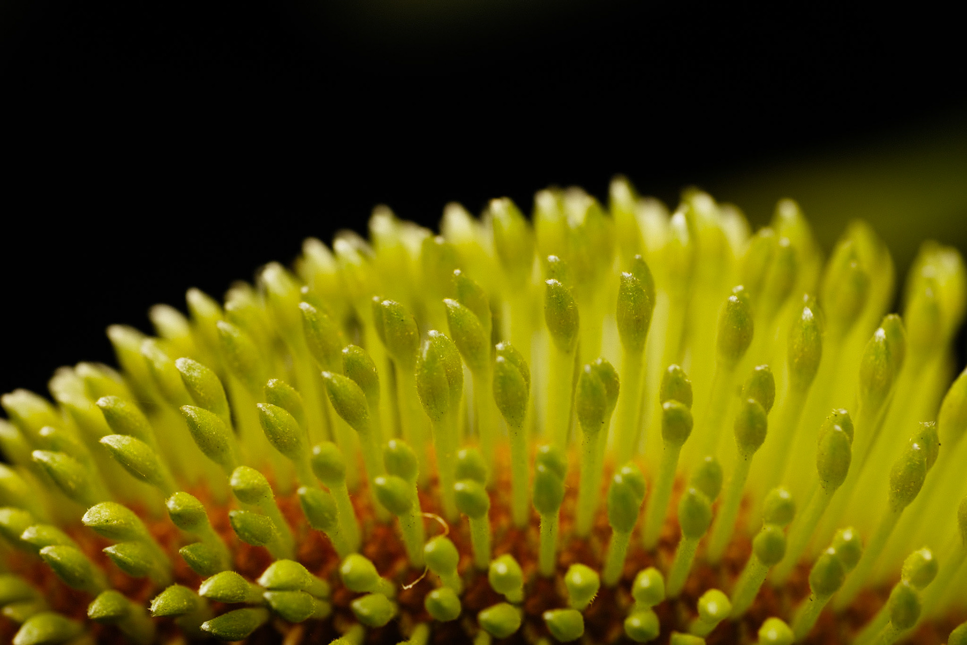 Banksia spine