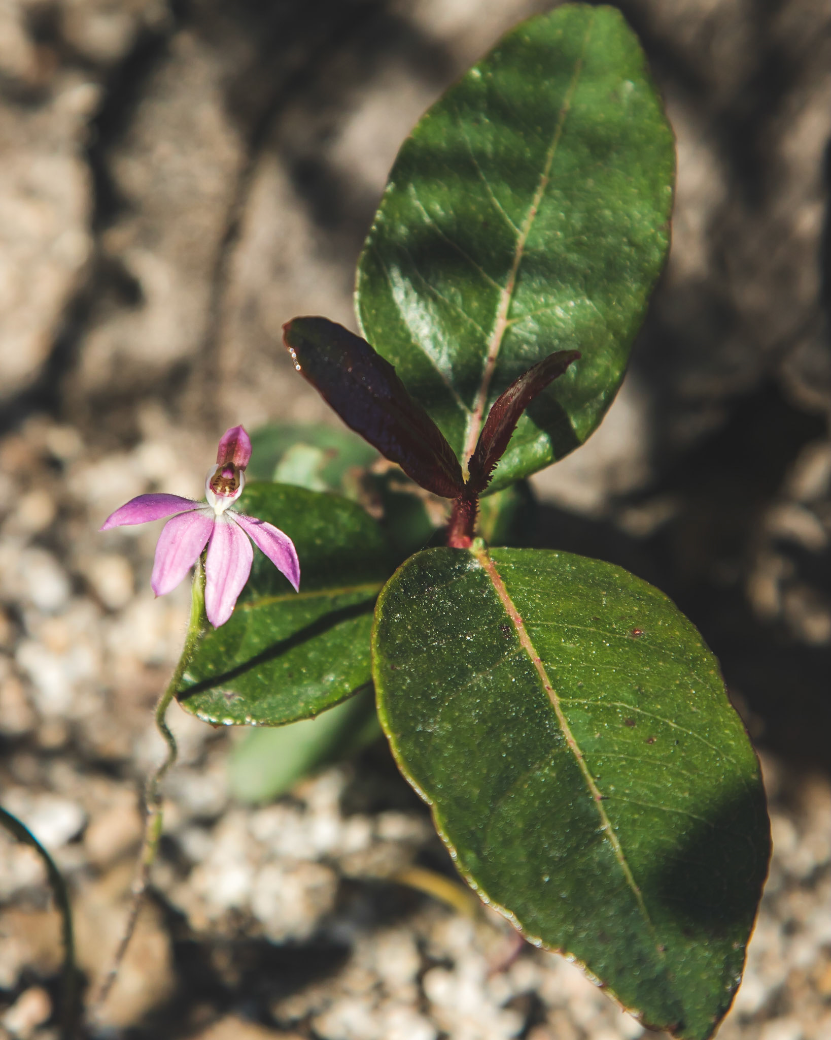 Caladenia carnea