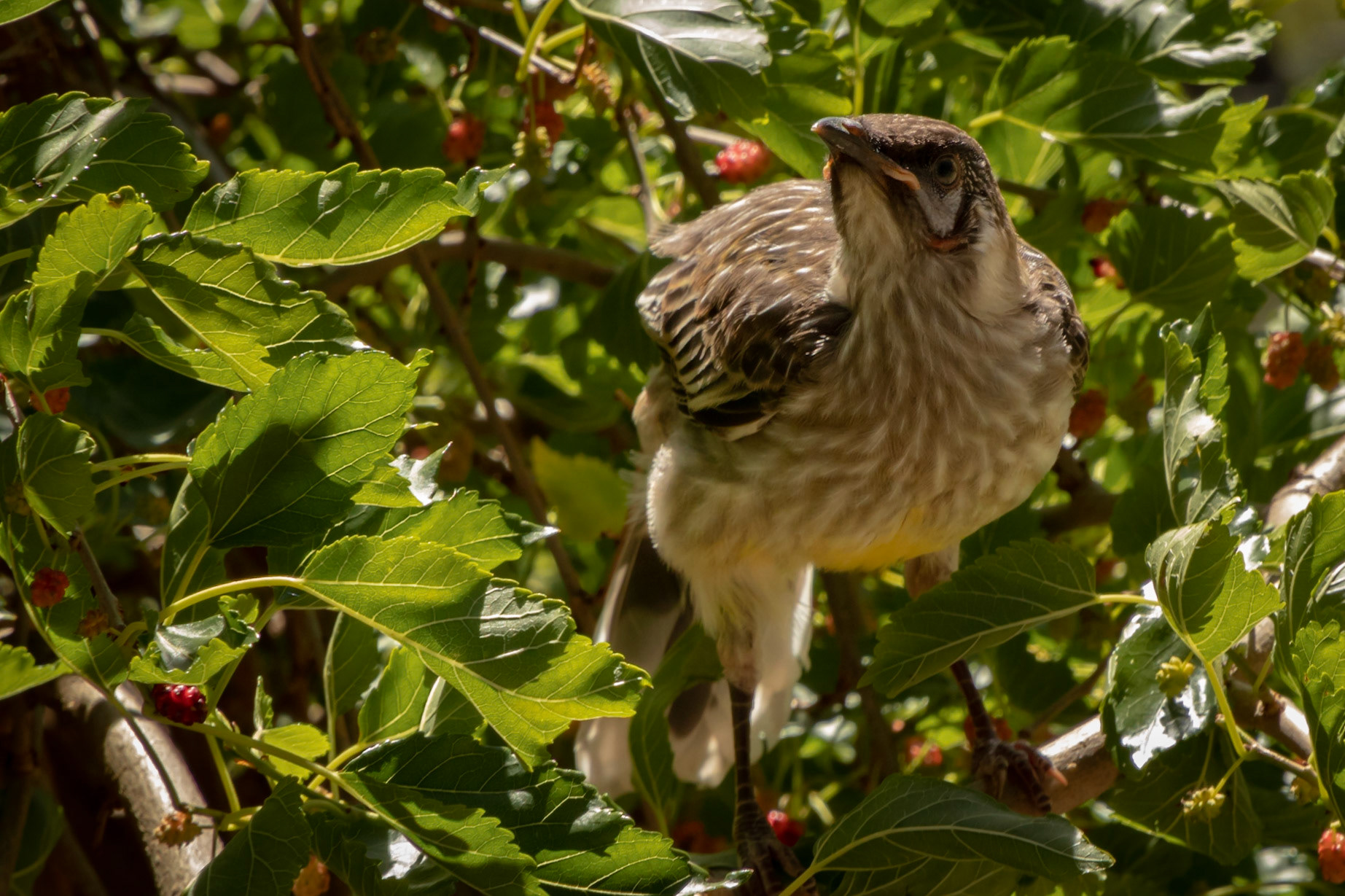Juvenile red wattlebird in a mulberry bush