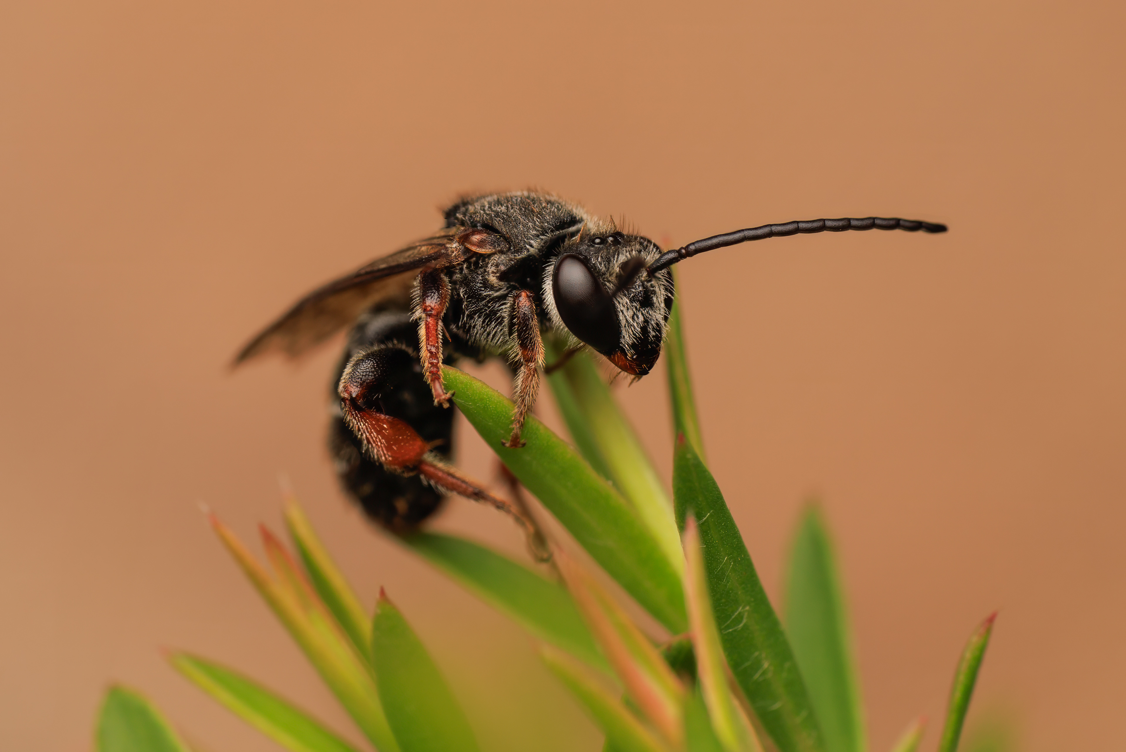 Bees knees