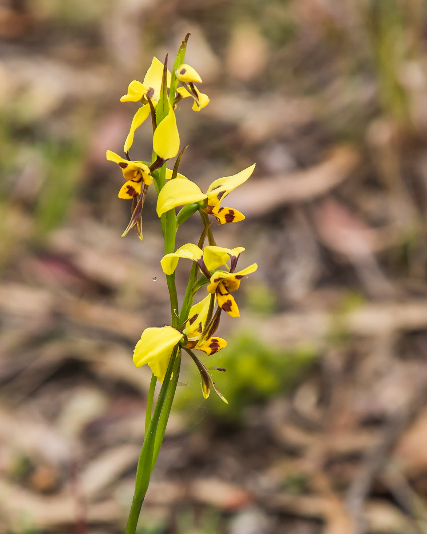 Diuris sulphurea