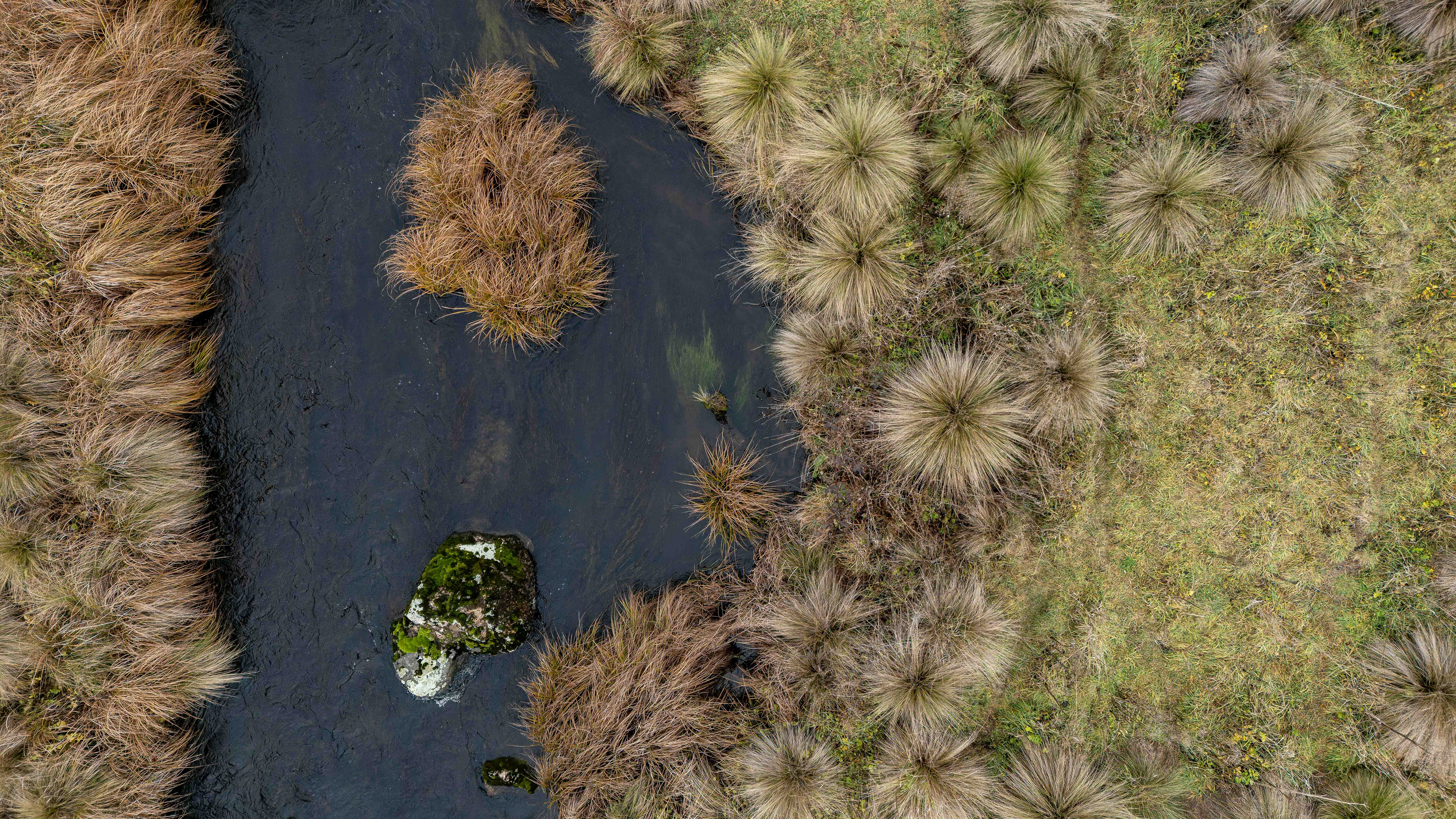 Alpine riparian zone