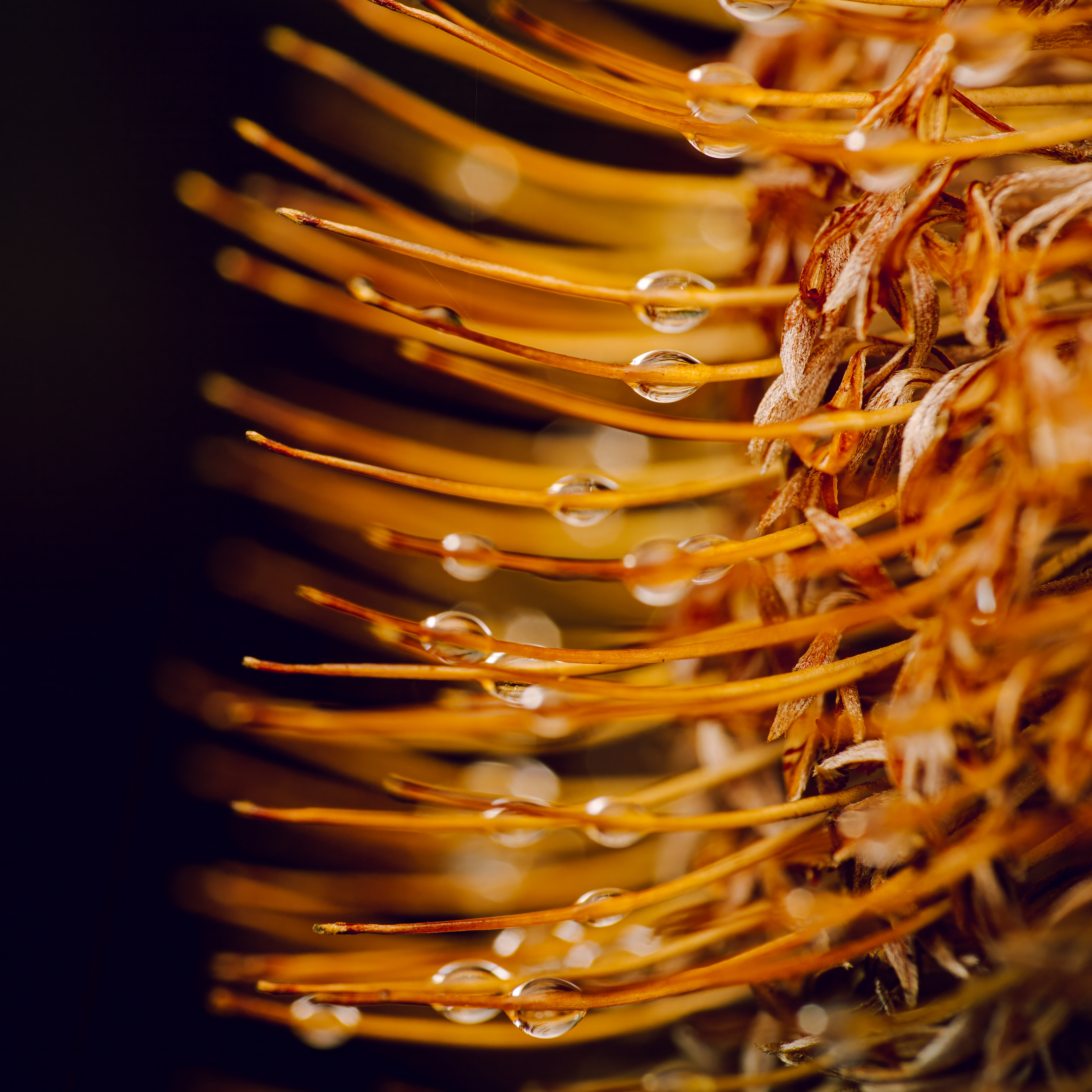 Banksia drops