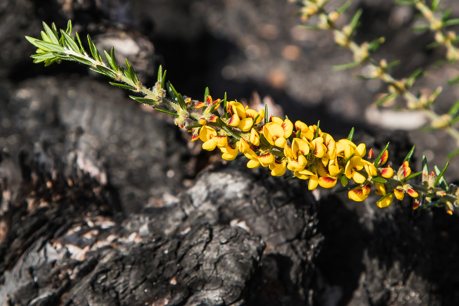 Aotus ericoides