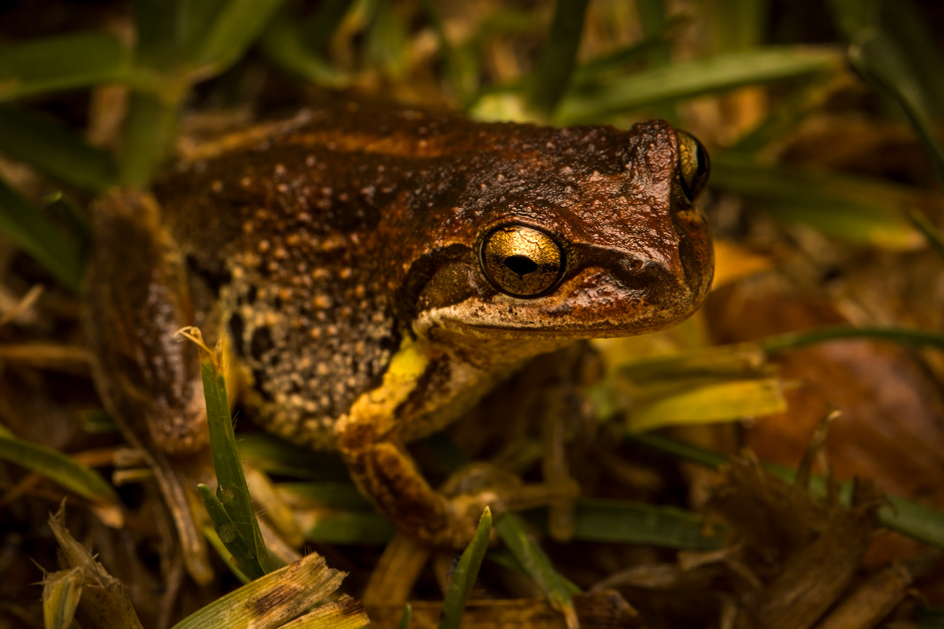 Golden eye