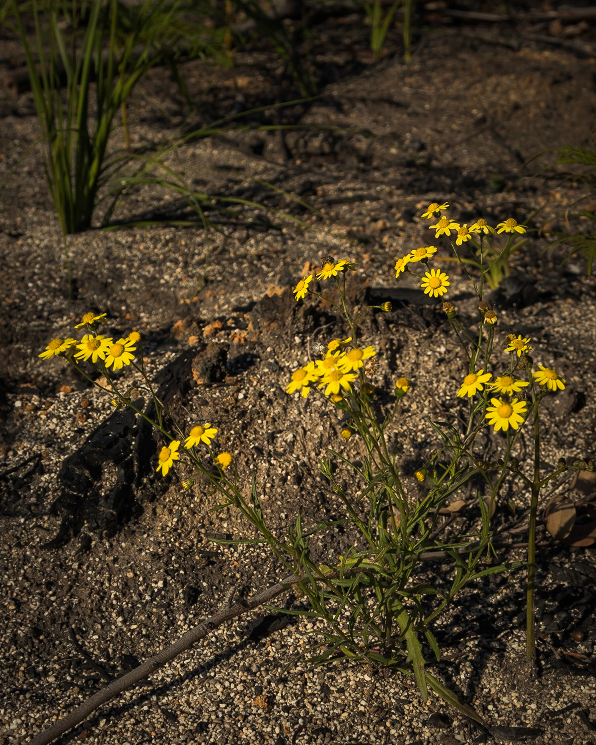 Senecio linearifolius