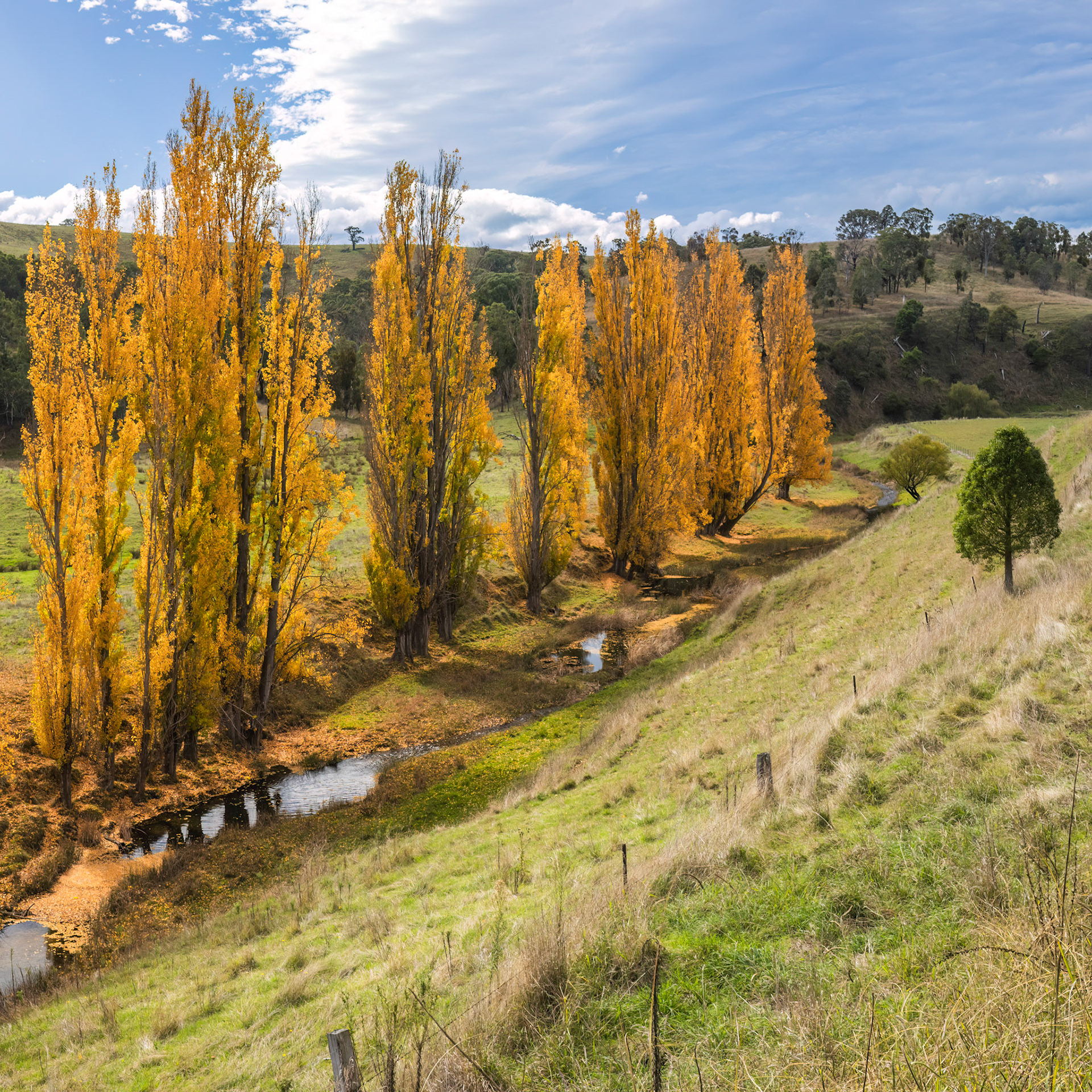 Popl(u)lar autumn colours