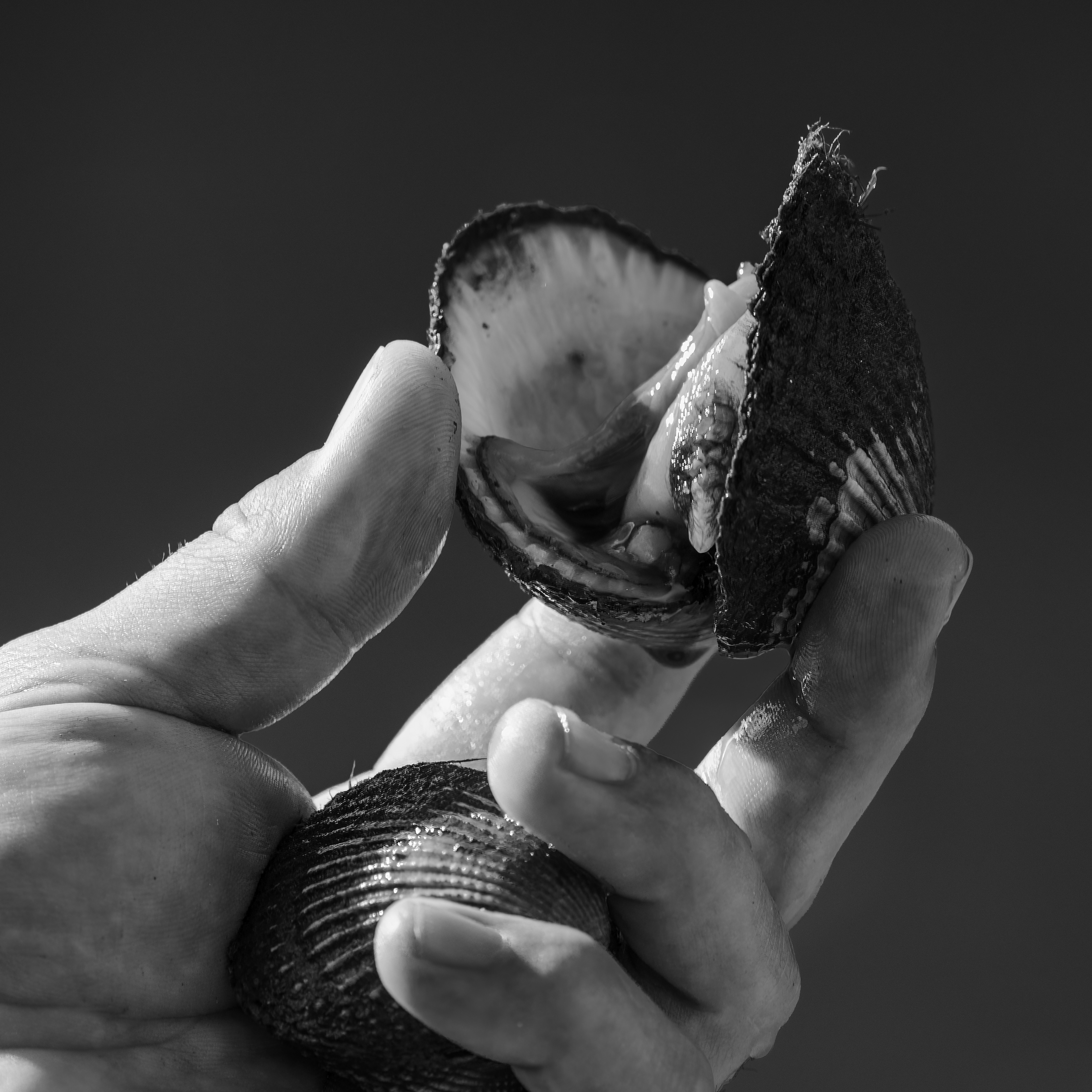 Bimbala cockle survey