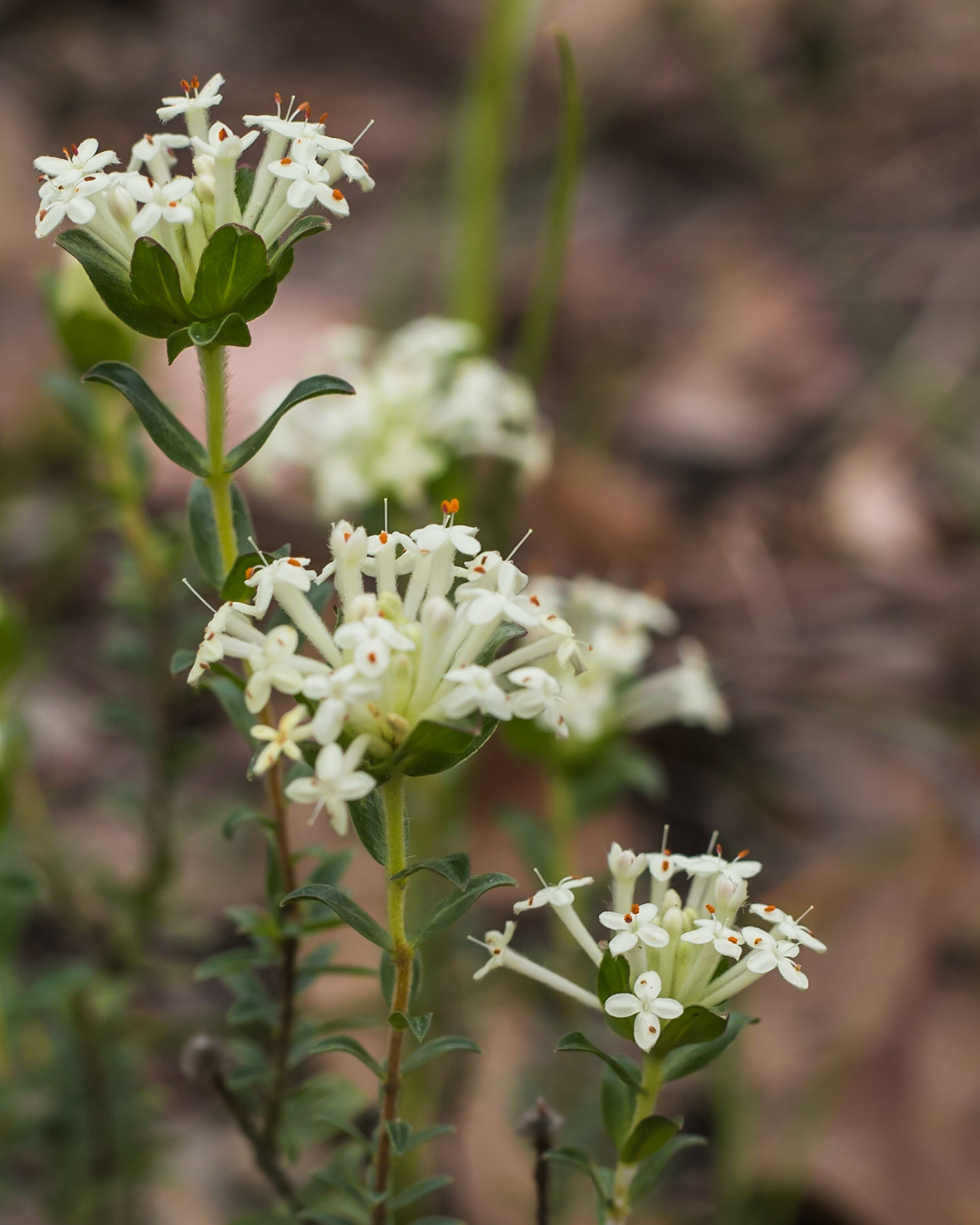 Pimelea humilis