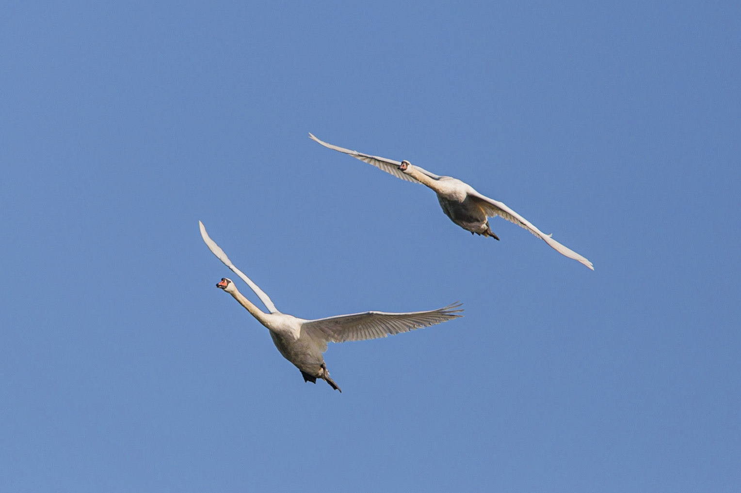 Swans bank while flying over the Manchester Ship Canal, Flixton, Manchester.