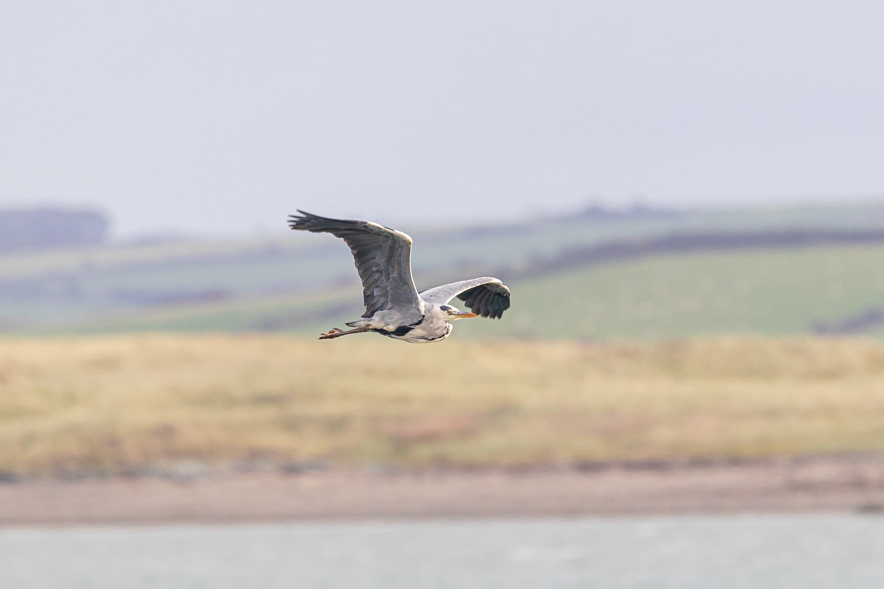 A Grey Heron flies over Penrhos Coastal Park, Holyhead, Anglesey, Wales, United Kingdom.