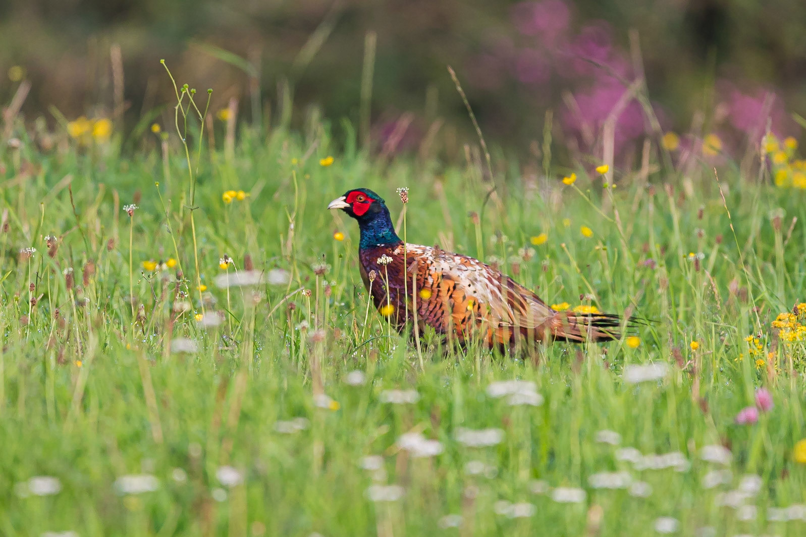 A male Pheasant in a field in the early morning at Porth Dafarch, Holy Island, Anglesey, Wales, United Kingdom.