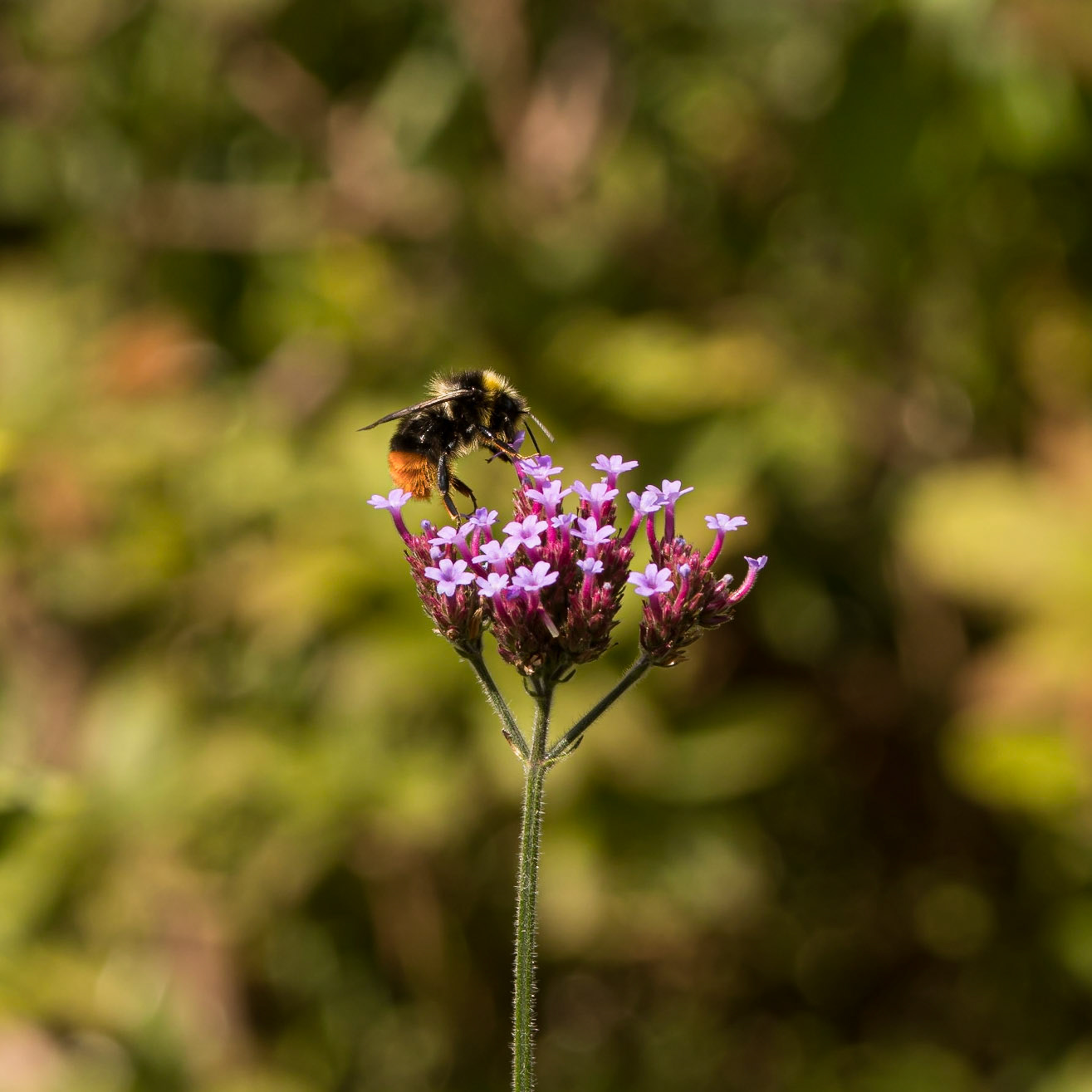 A bumblebee drinks the nectar from Purpletop Verdain whilst on tiptoe.
