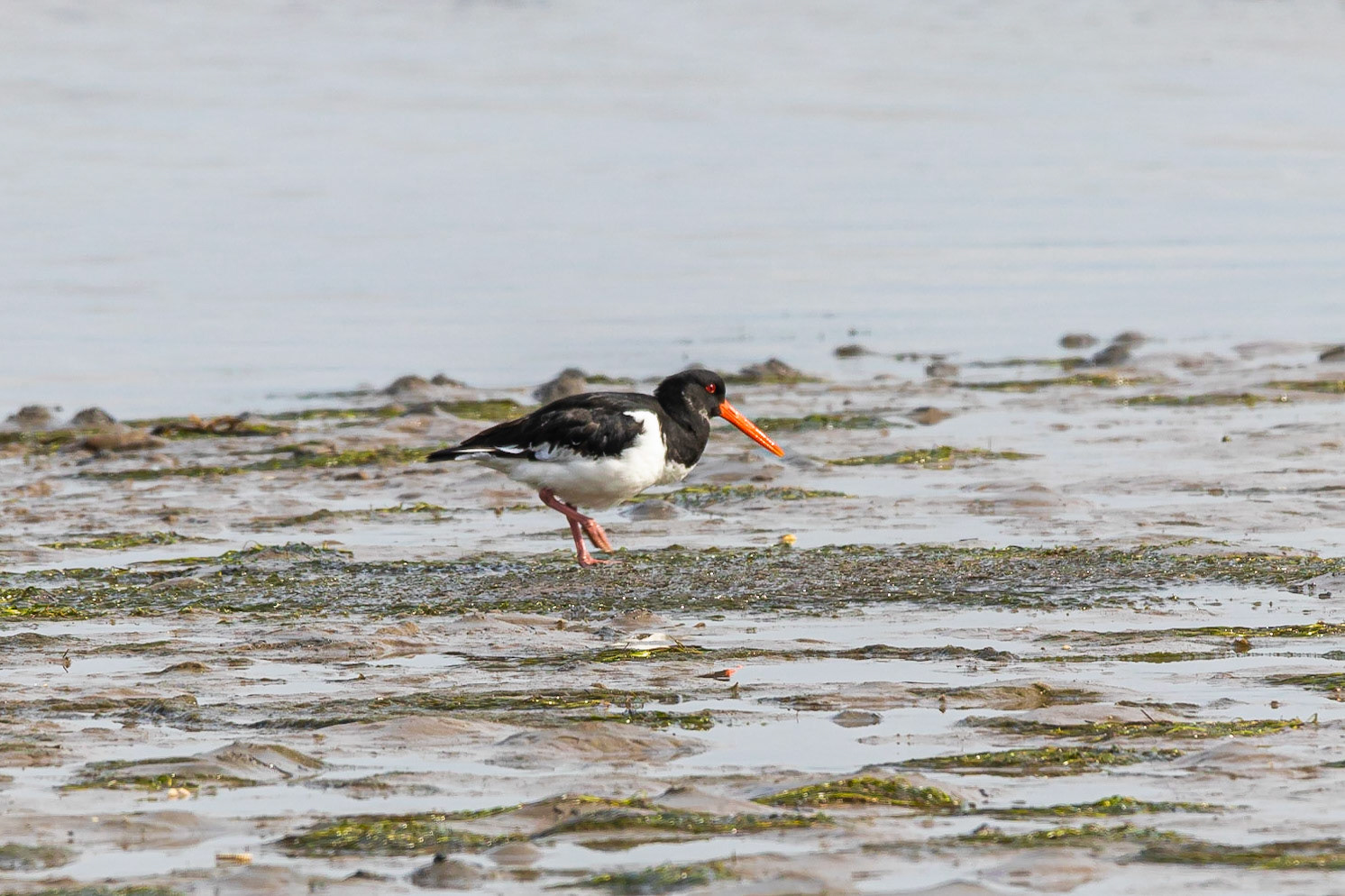 An Oystercatcher searches for food at low tide at Penrhos Coastal Park, Holyhead, Anglesey.