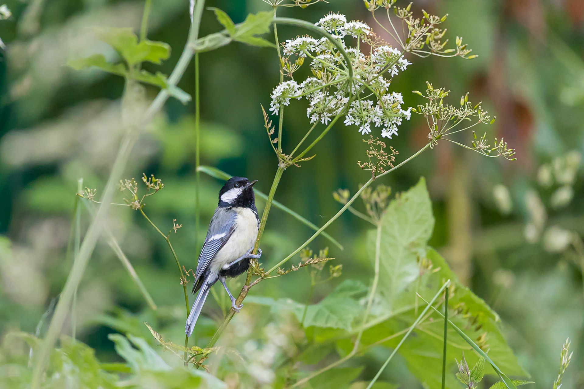 A Great Tit perches on some Cow Parsley while searching for insects to feed on.