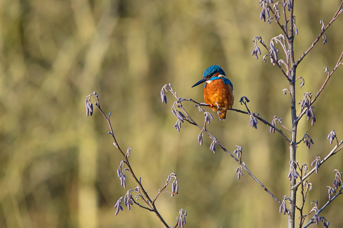 A Kingfisher waits for something to eat at Duttons Pond, Flixton, Manchester, England, United Kingdom.